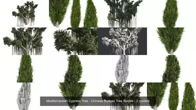 Mediterranean Cypress Tree - Chinese Banyan Tree Bundle 3D Model Collection
