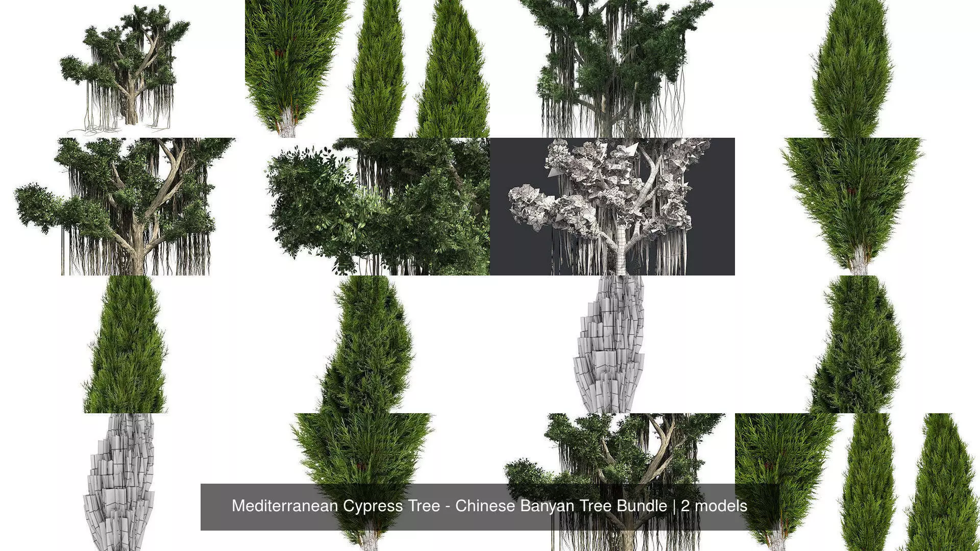 Mediterranean Cypress Tree - Chinese Banyan Tree Bundle 3D Model Collection_0