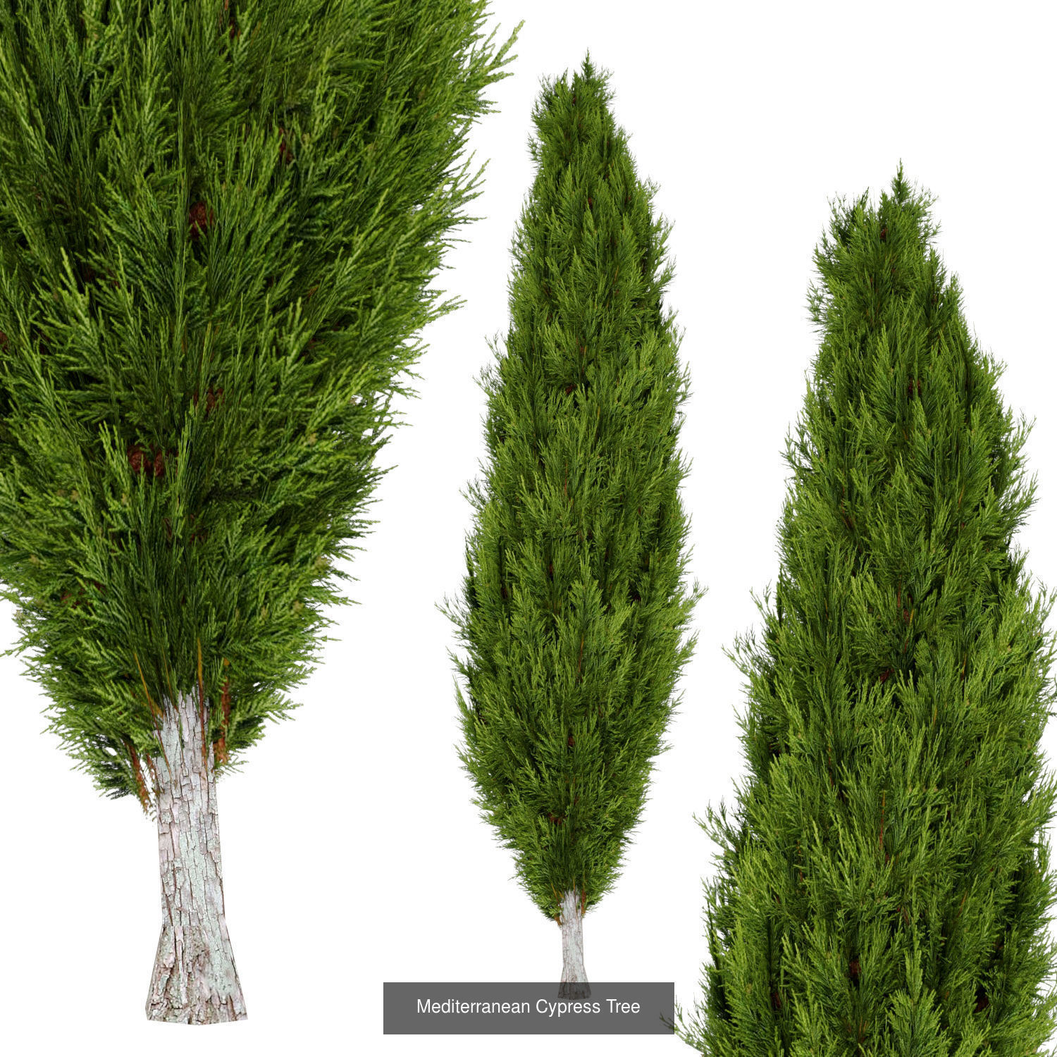 Mediterranean Cypress Tree - Chinese Banyan Tree Bundle 3D Model Collection_2