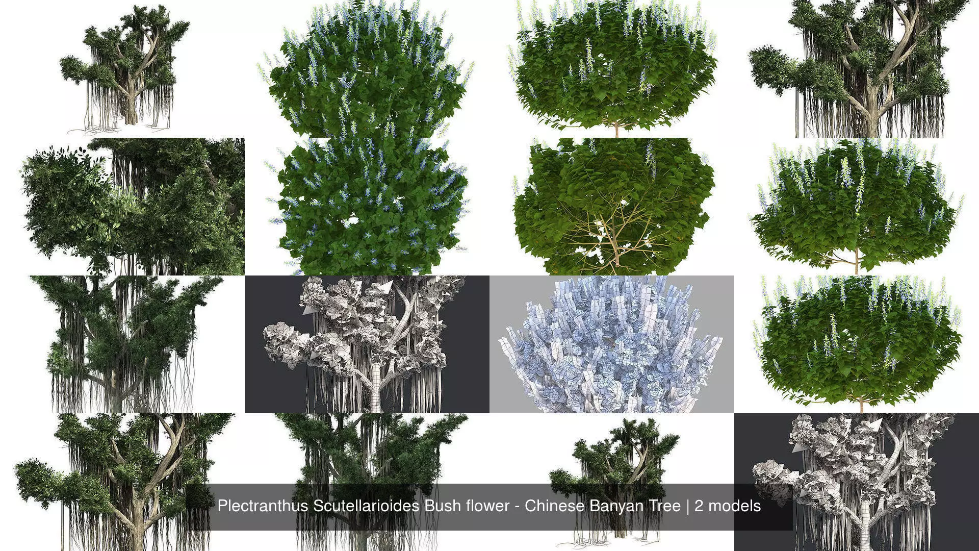 Plectranthus Scutellarioides Bush flower - Chinese Banyan Tree 3D Model Collection_0