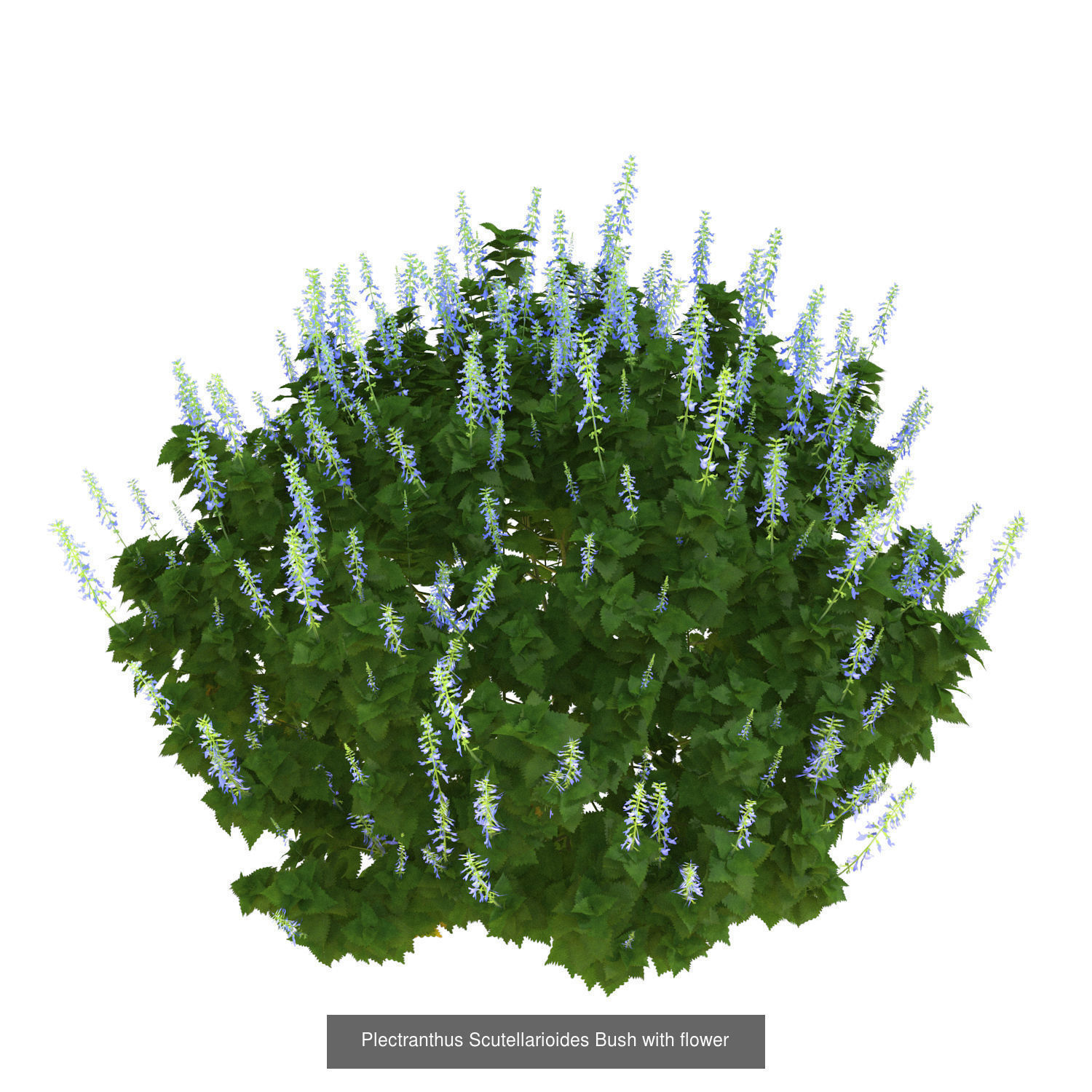Plectranthus Scutellarioides Bush flower - Chinese Banyan Tree 3D Model Collection_2