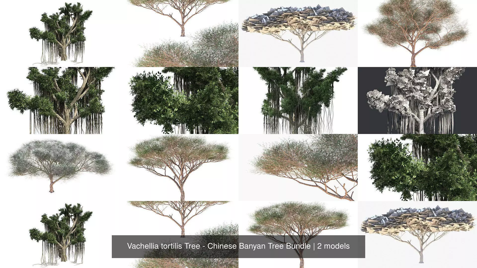 Vachellia tortilis Tree - Chinese Banyan Tree Bundle 3D Model Collection_0