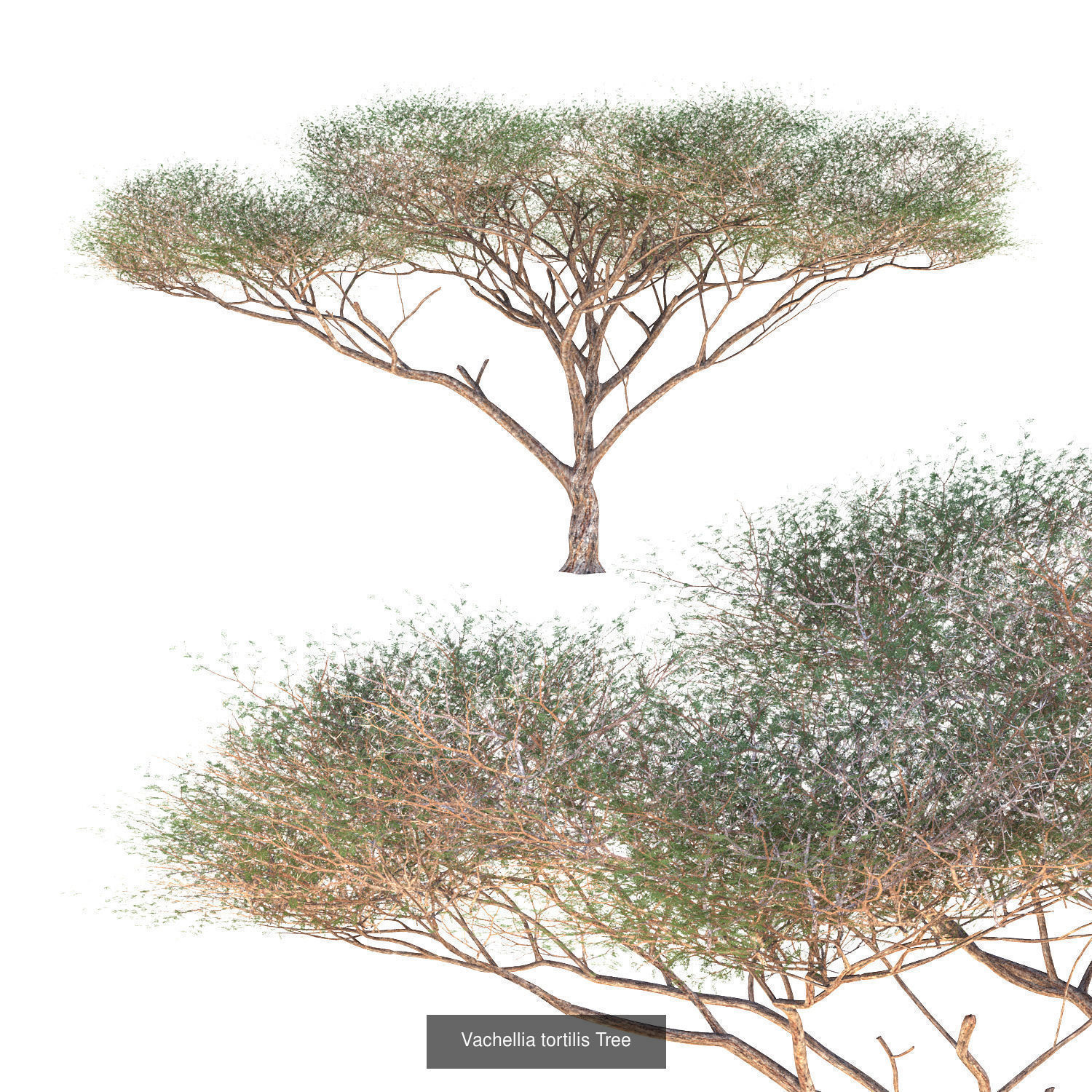 Vachellia tortilis Tree - Chinese Banyan Tree Bundle 3D Model Collection_2