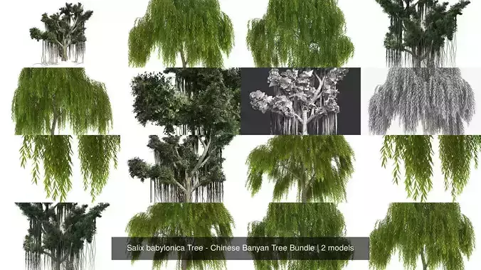 Salix babylonica Tree - Chinese Banyan Tree Bundle 3D Model Collection