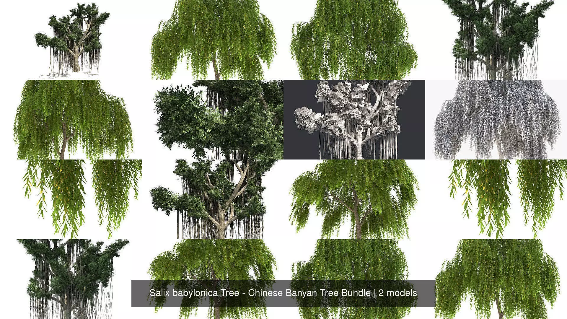 Salix babylonica Tree - Chinese Banyan Tree Bundle 3D Model Collection_0