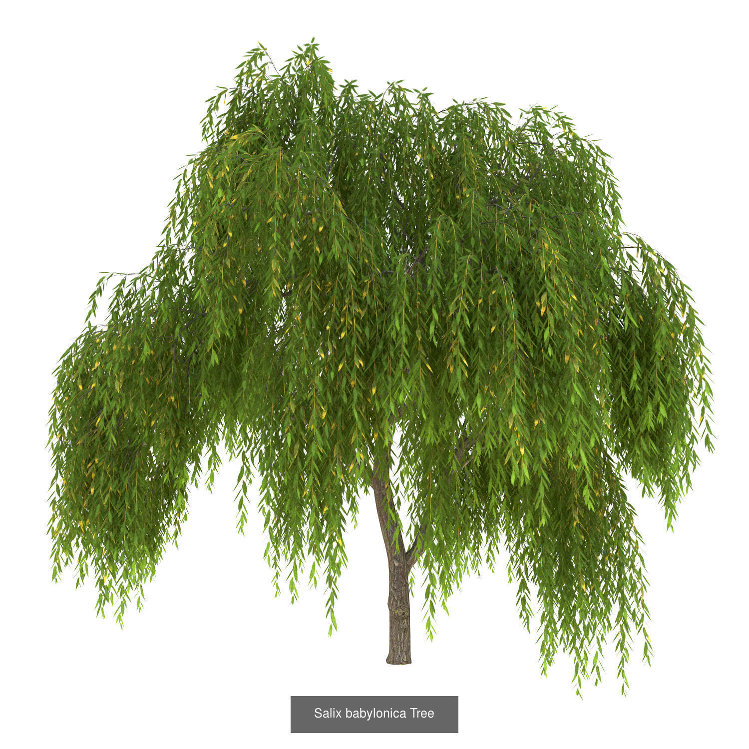Salix babylonica Tree - Chinese Banyan Tree Bundle 3D Model Collection_2