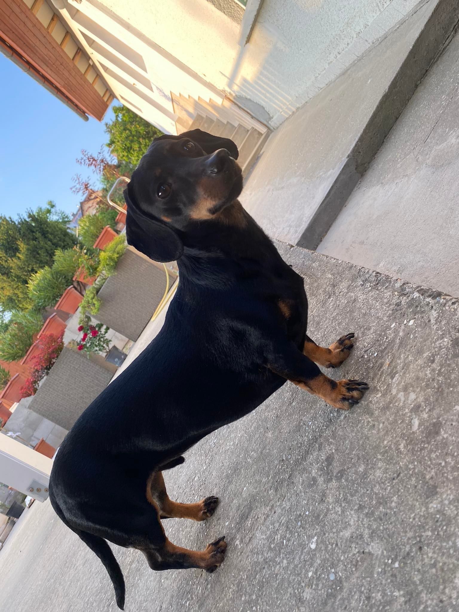 3D printable dog dachsund 3D print model_2