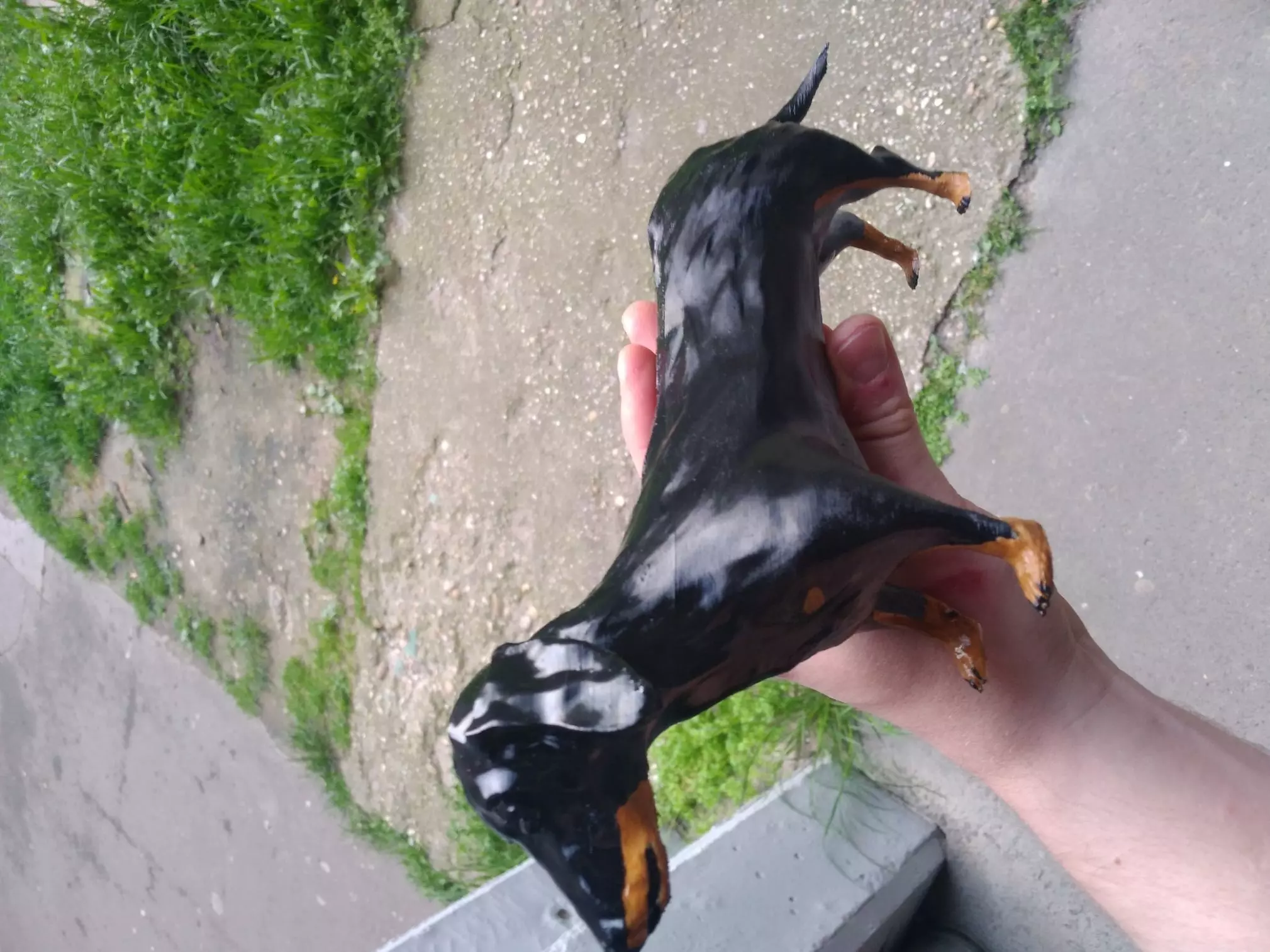 3D printable dog dachsund 3D print model_0