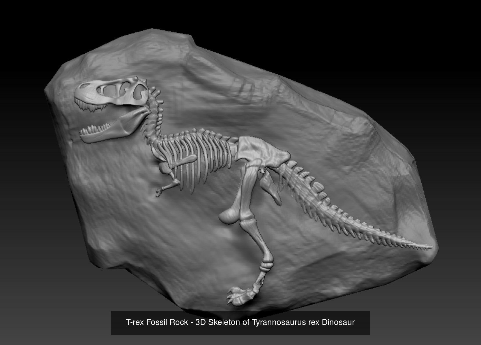 3D Dinosaurs Skeleton Bones 3D Model Collection_5