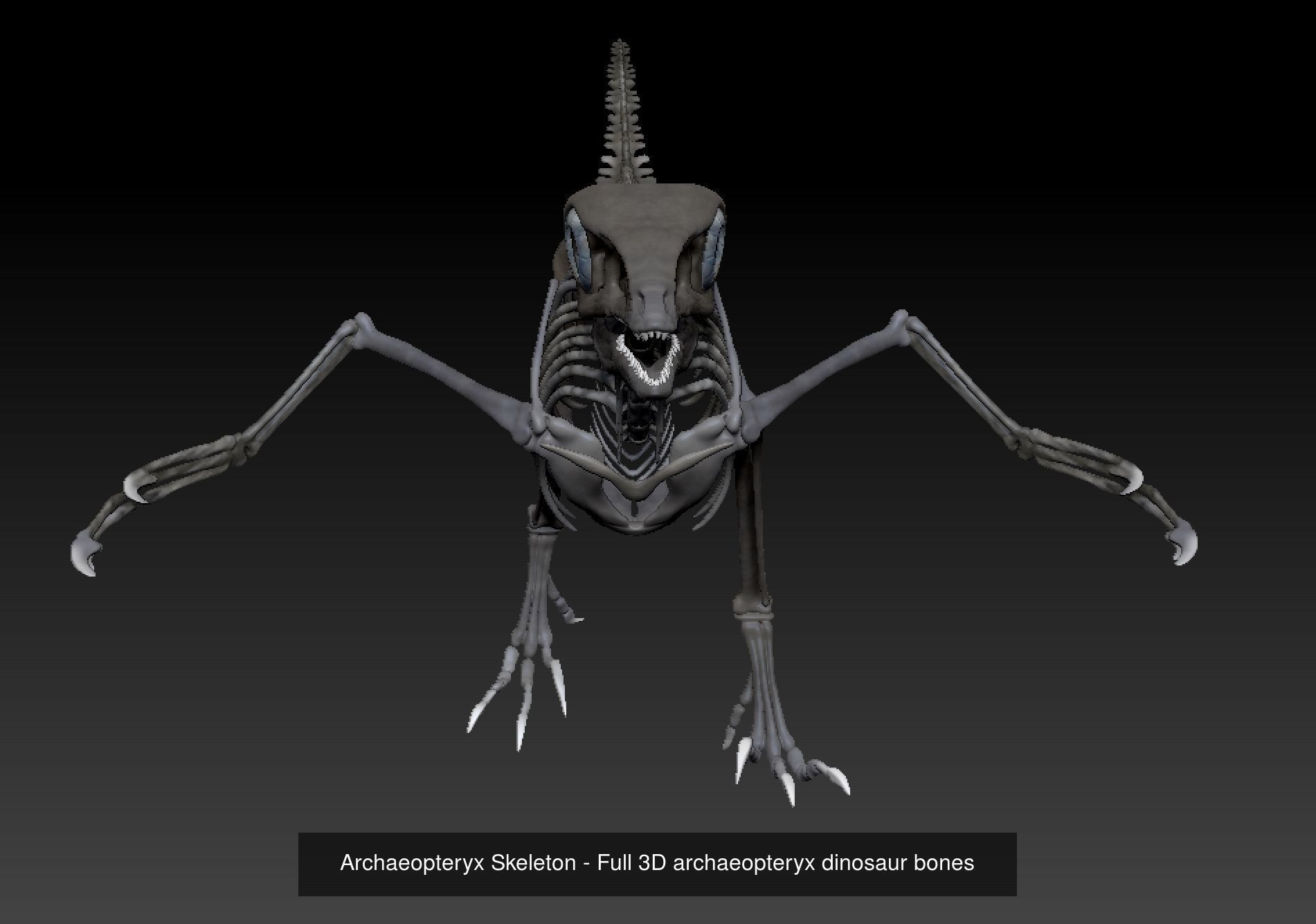 3D Dinosaurs Skeleton Bones 3D Model Collection_2
