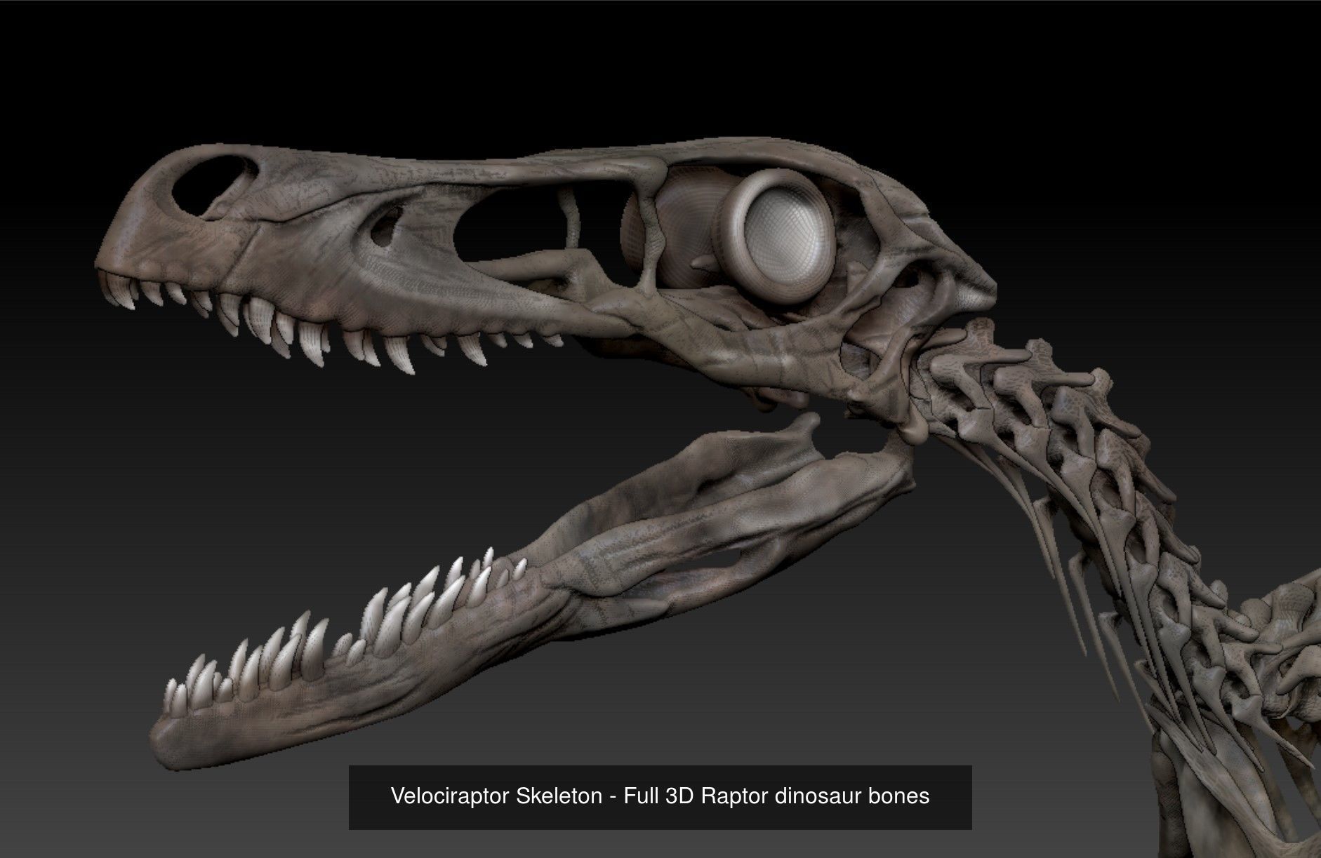 3D Dinosaurs Skeleton Bones 3D Model Collection_3