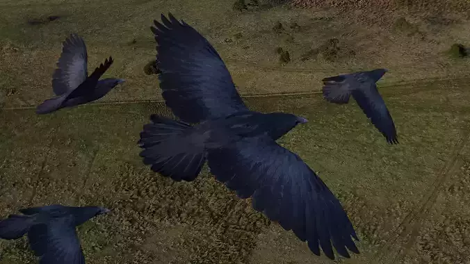 Low poly animated crow Low-poly 3D model