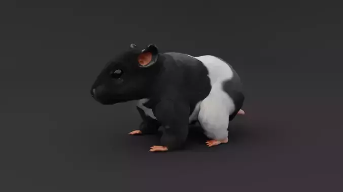 Realistic Hamster Low-poly 3D model