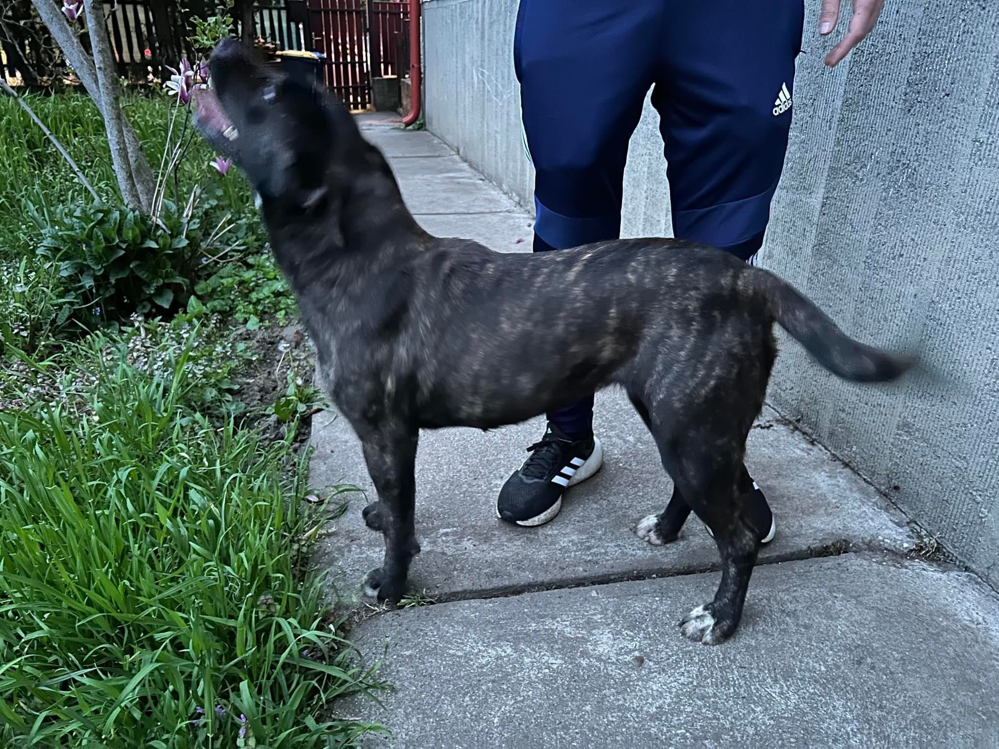 3D printable Dog 3D print model_8