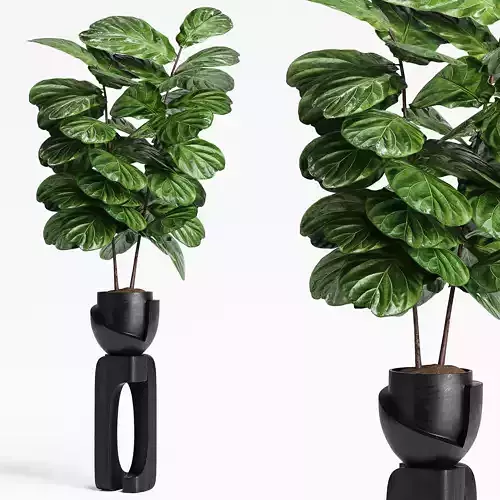 Indoor Plants 14-Fig