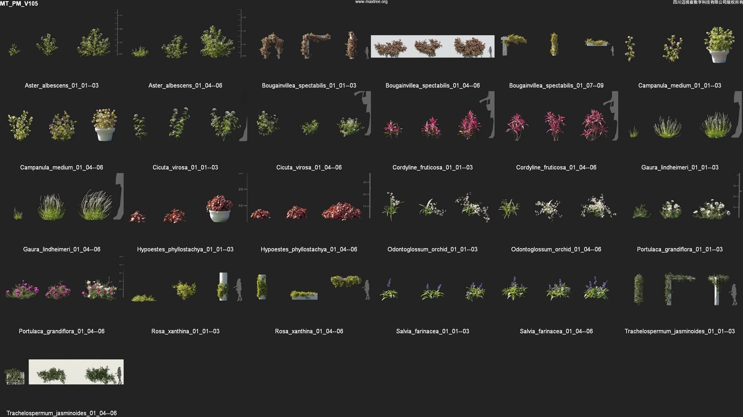 Maxtree Plant Models Vol 105 - Mesh 3D model_4