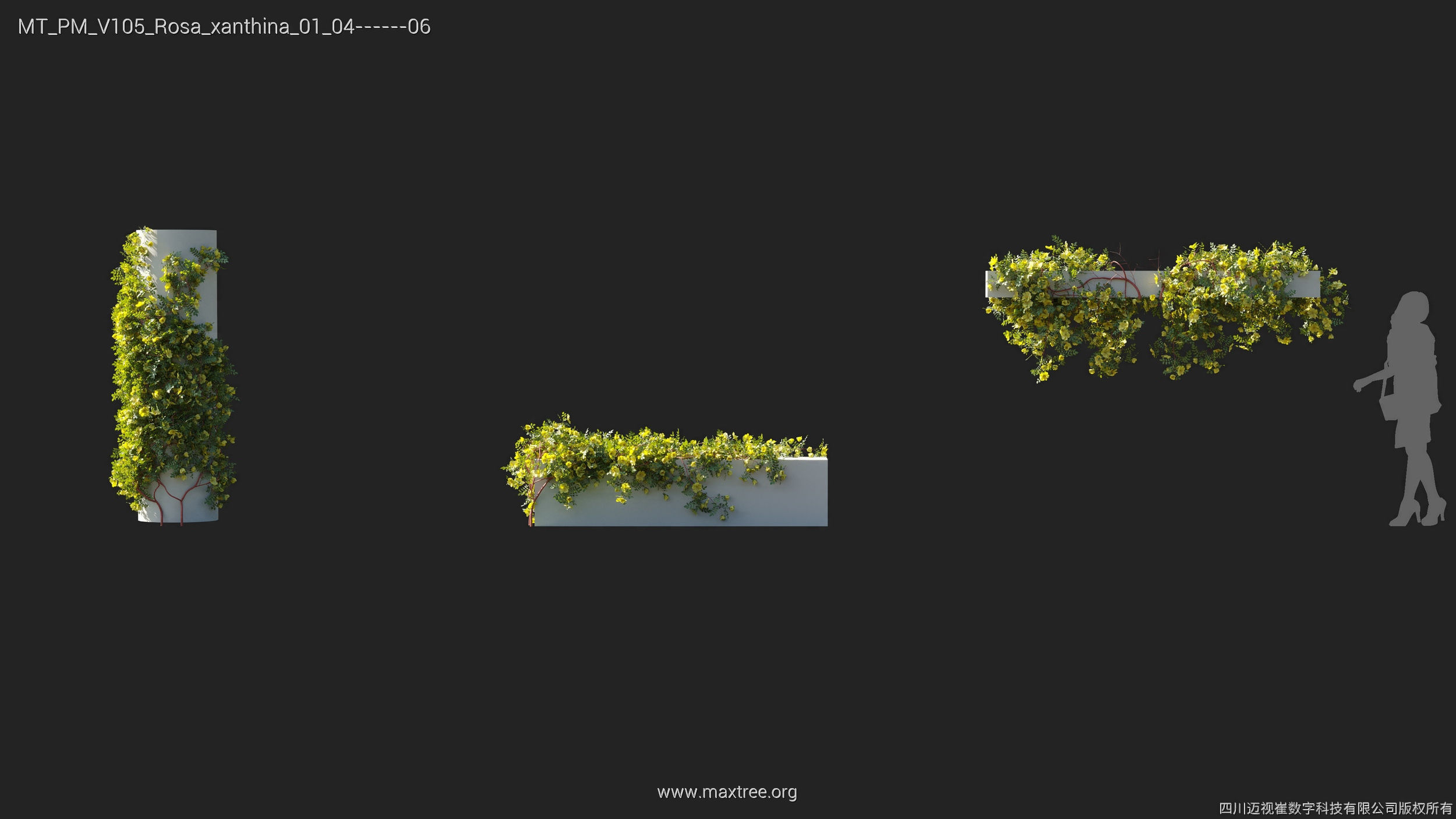 Maxtree Plant Models Vol 105 - Mesh 3D model_25