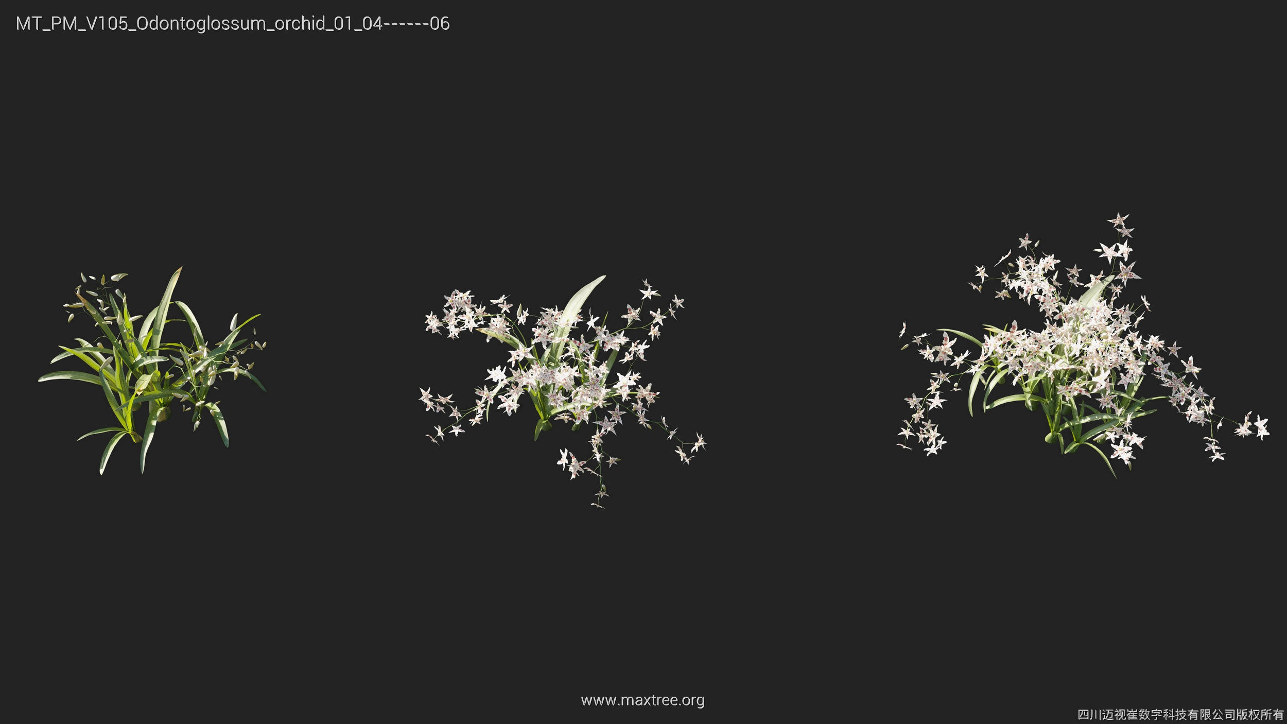 Maxtree Plant Models Vol 105 - Mesh 3D model_21