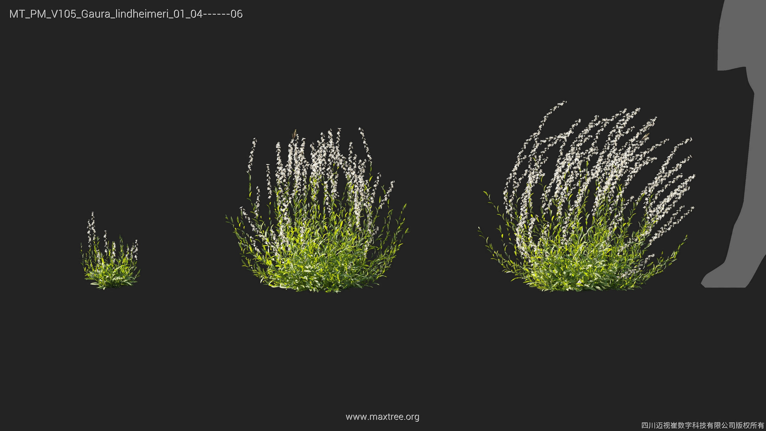 Maxtree Plant Models Vol 105 - Mesh 3D model_17