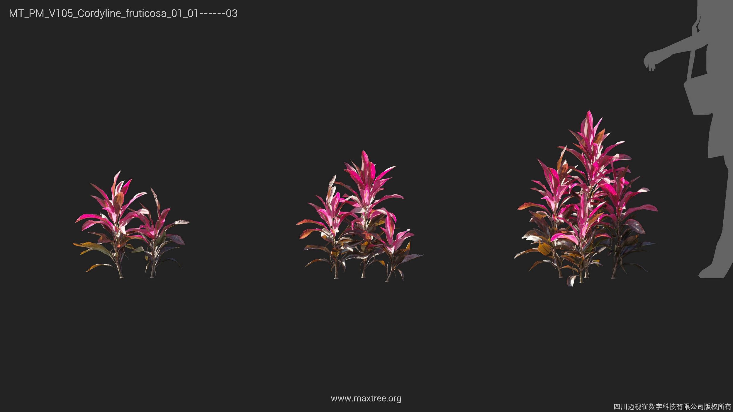 Maxtree Plant Models Vol 105 - Mesh 3D model_14
