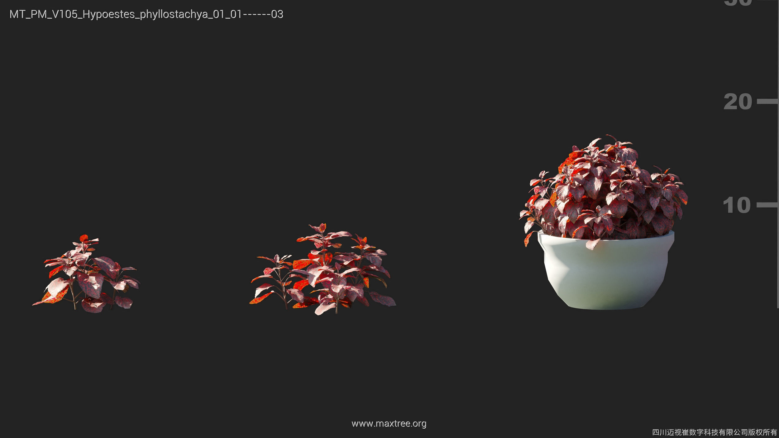 Maxtree Plant Models Vol 105 - Mesh 3D model_18