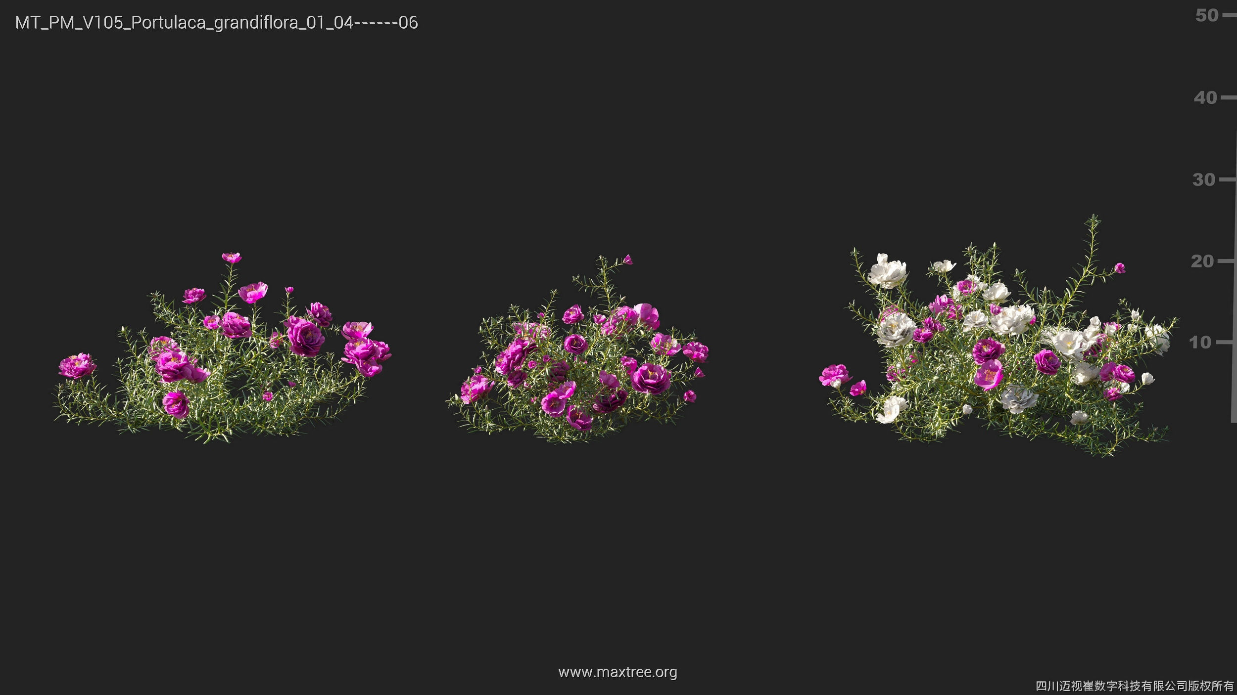 Maxtree Plant Models Vol 105 - Mesh 3D model_23