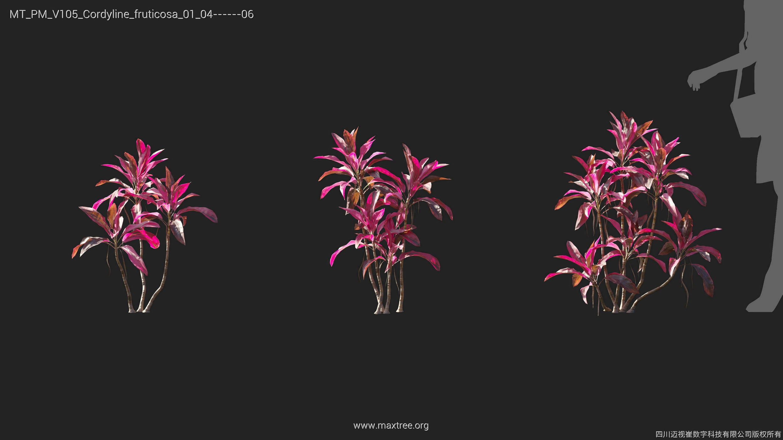 Maxtree Plant Models Vol 105 - Mesh 3D model_15
