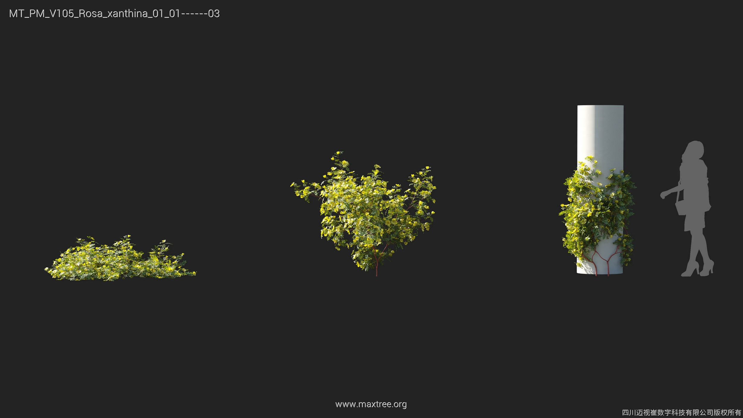 Maxtree Plant Models Vol 105 - Mesh 3D model_24