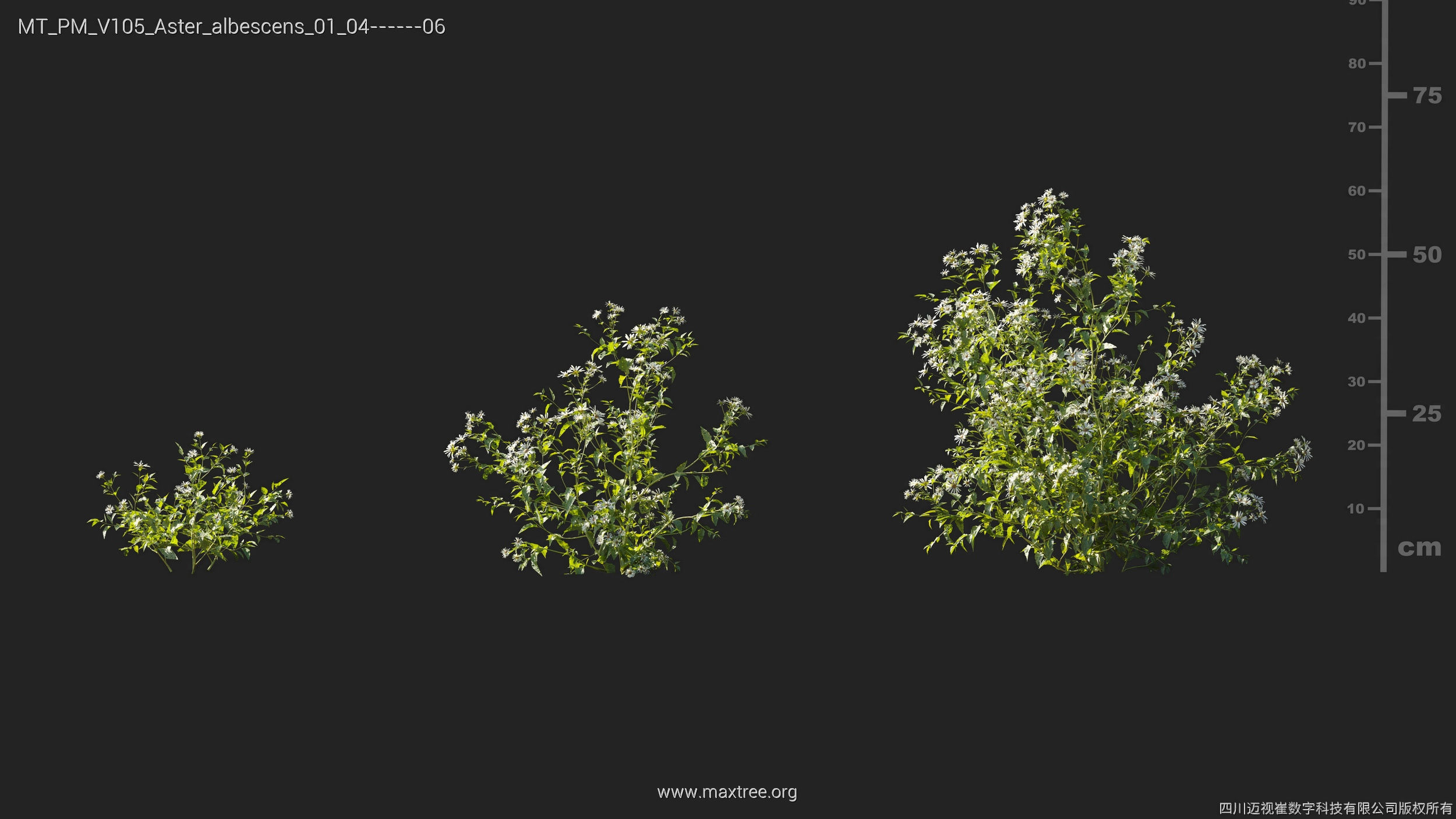 Maxtree Plant Models Vol 105 - Mesh 3D model_6