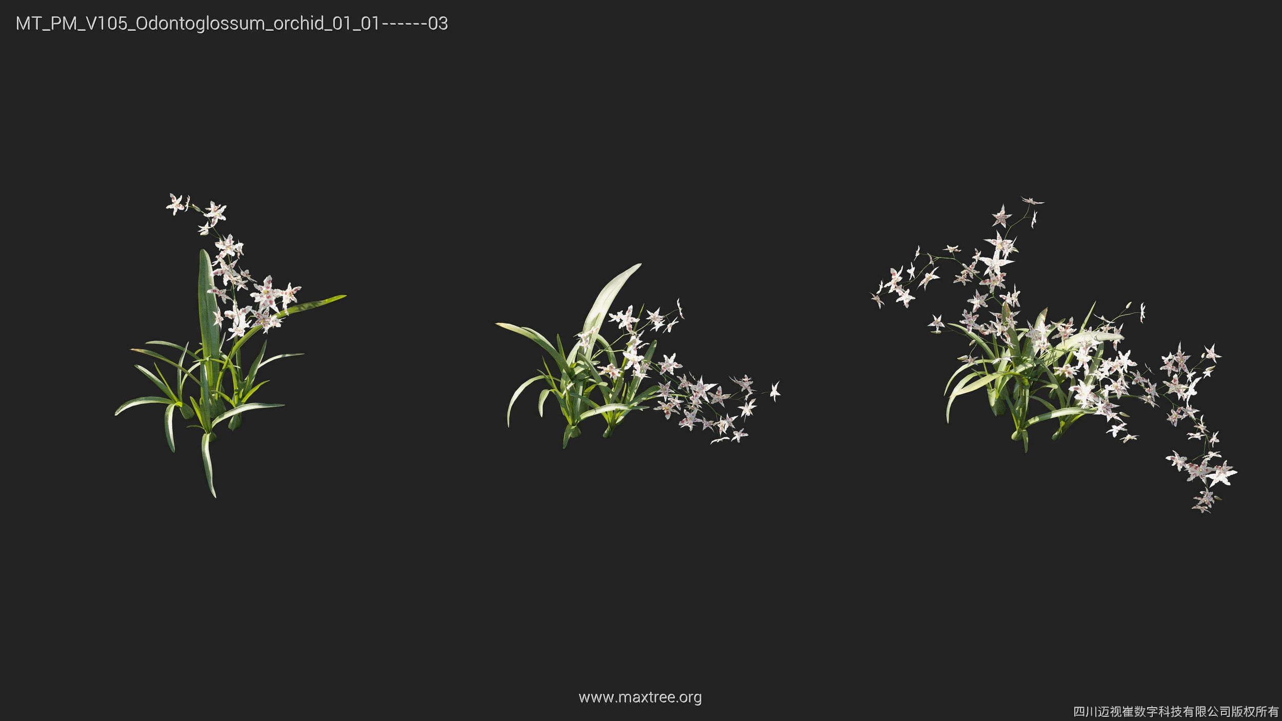 Maxtree Plant Models Vol 105 - Mesh 3D model_20