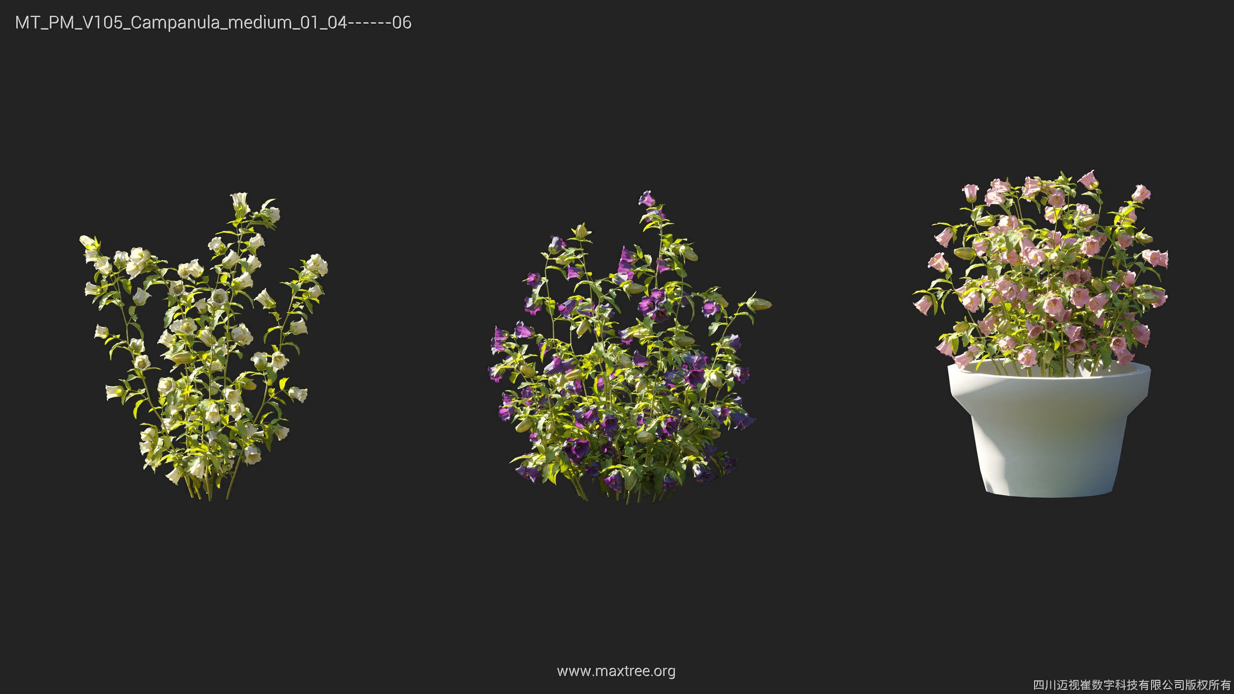 Maxtree Plant Models Vol 105 - Mesh 3D model_11
