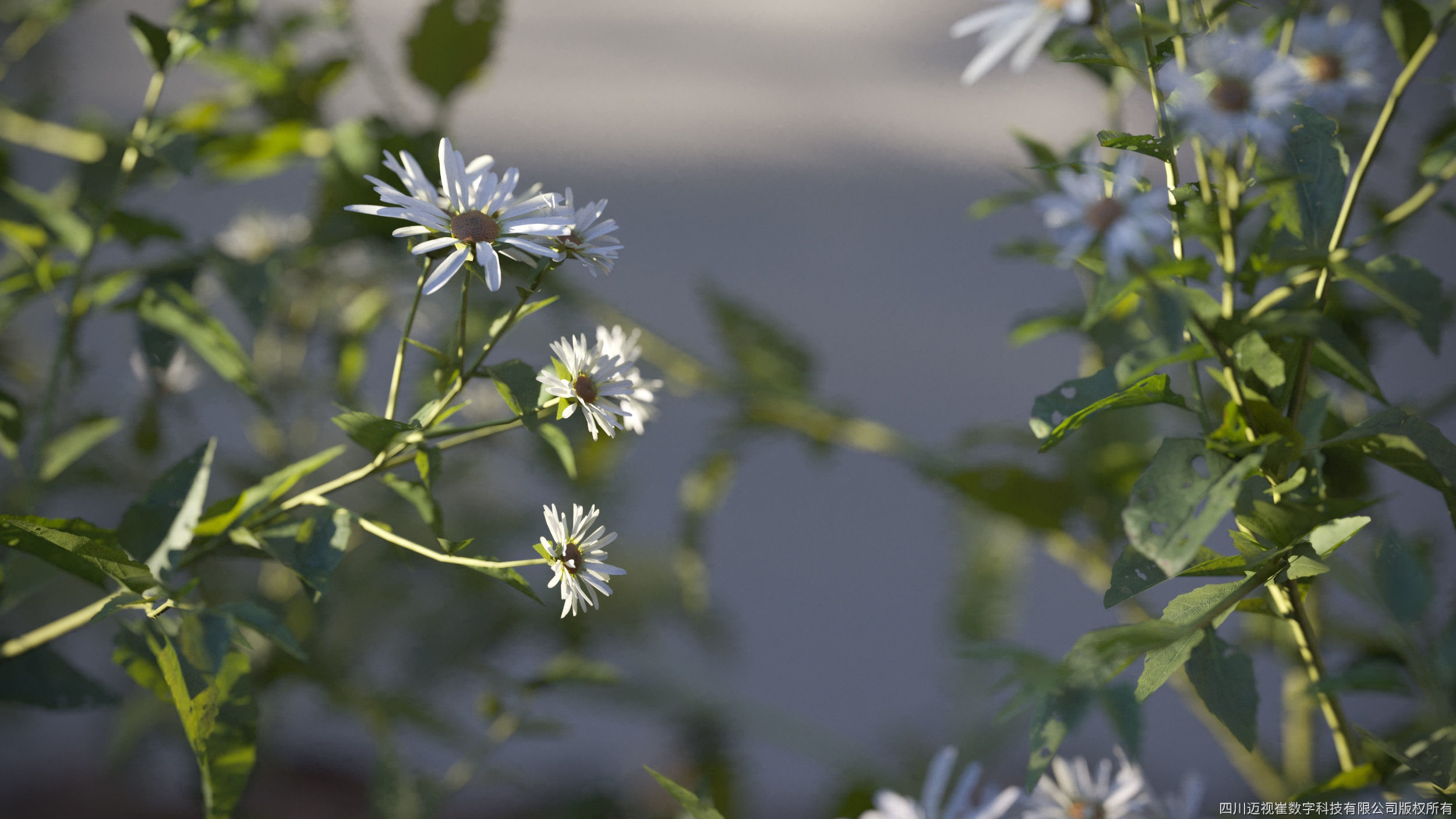 Maxtree Plant Models Vol 105 - Mesh 3D model_1