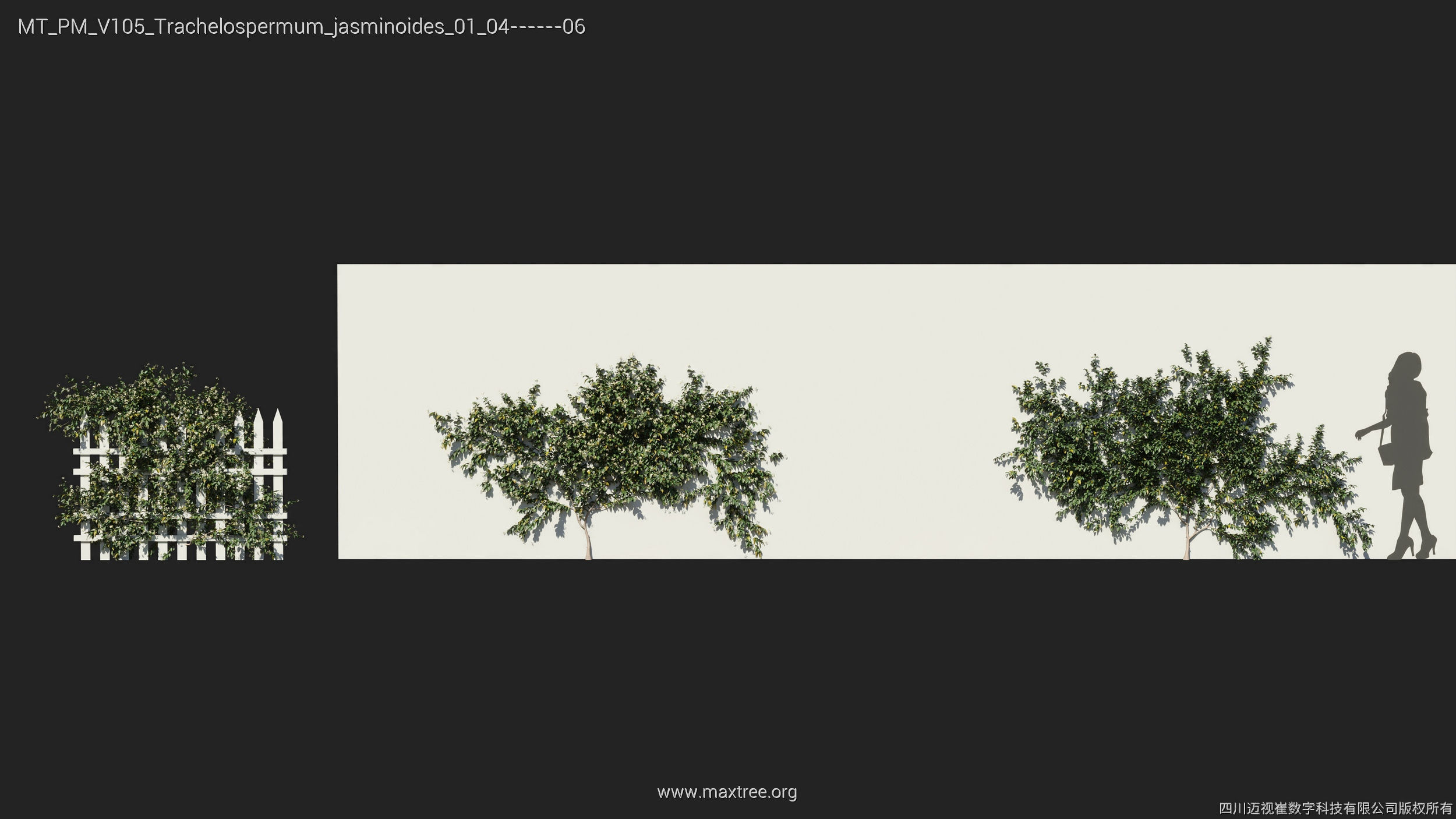 Maxtree Plant Models Vol 105 - Mesh 3D model_29