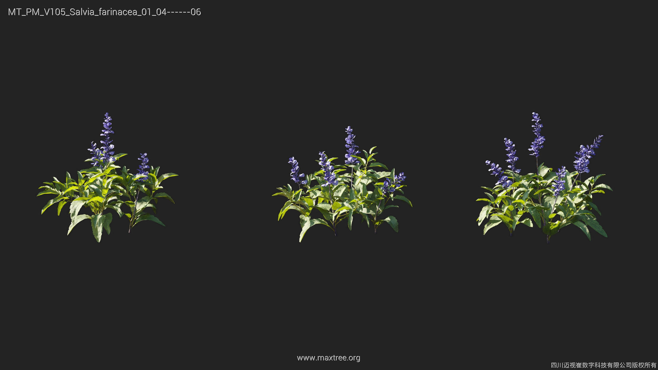 Maxtree Plant Models Vol 105 - Mesh 3D model_27