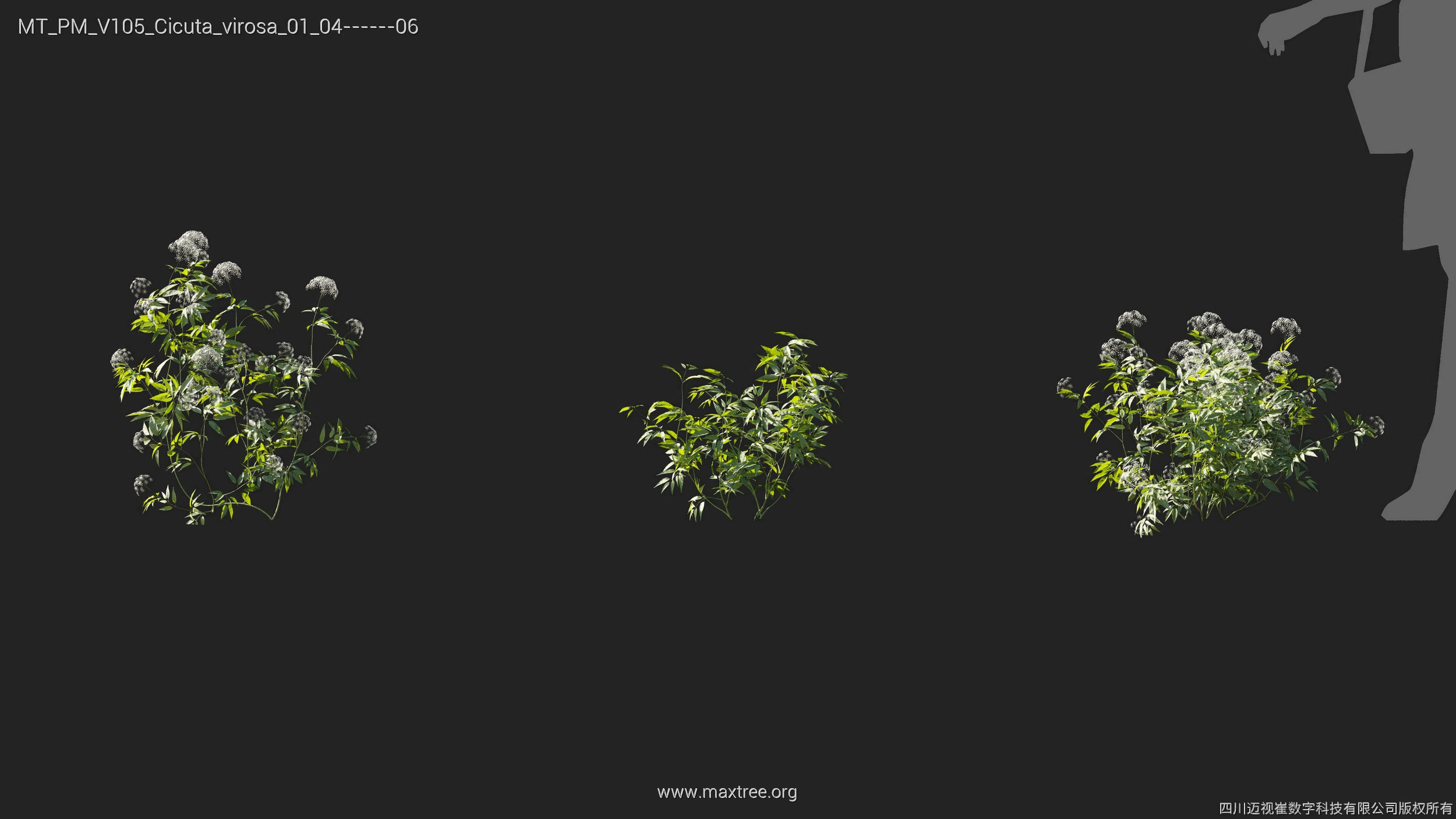 Maxtree Plant Models Vol 105 - Mesh 3D model_13