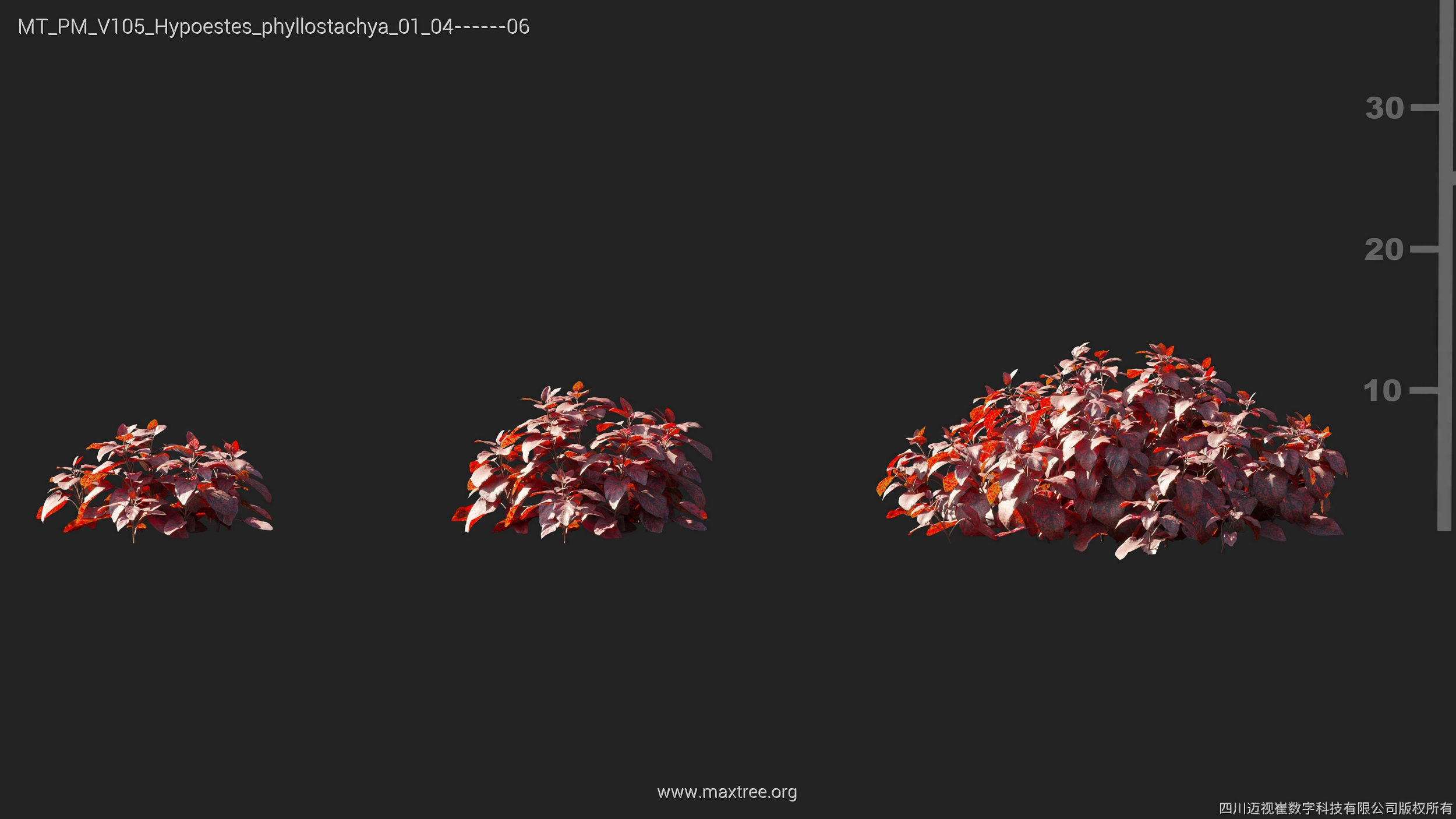 Maxtree Plant Models Vol 105 - Mesh 3D model_19