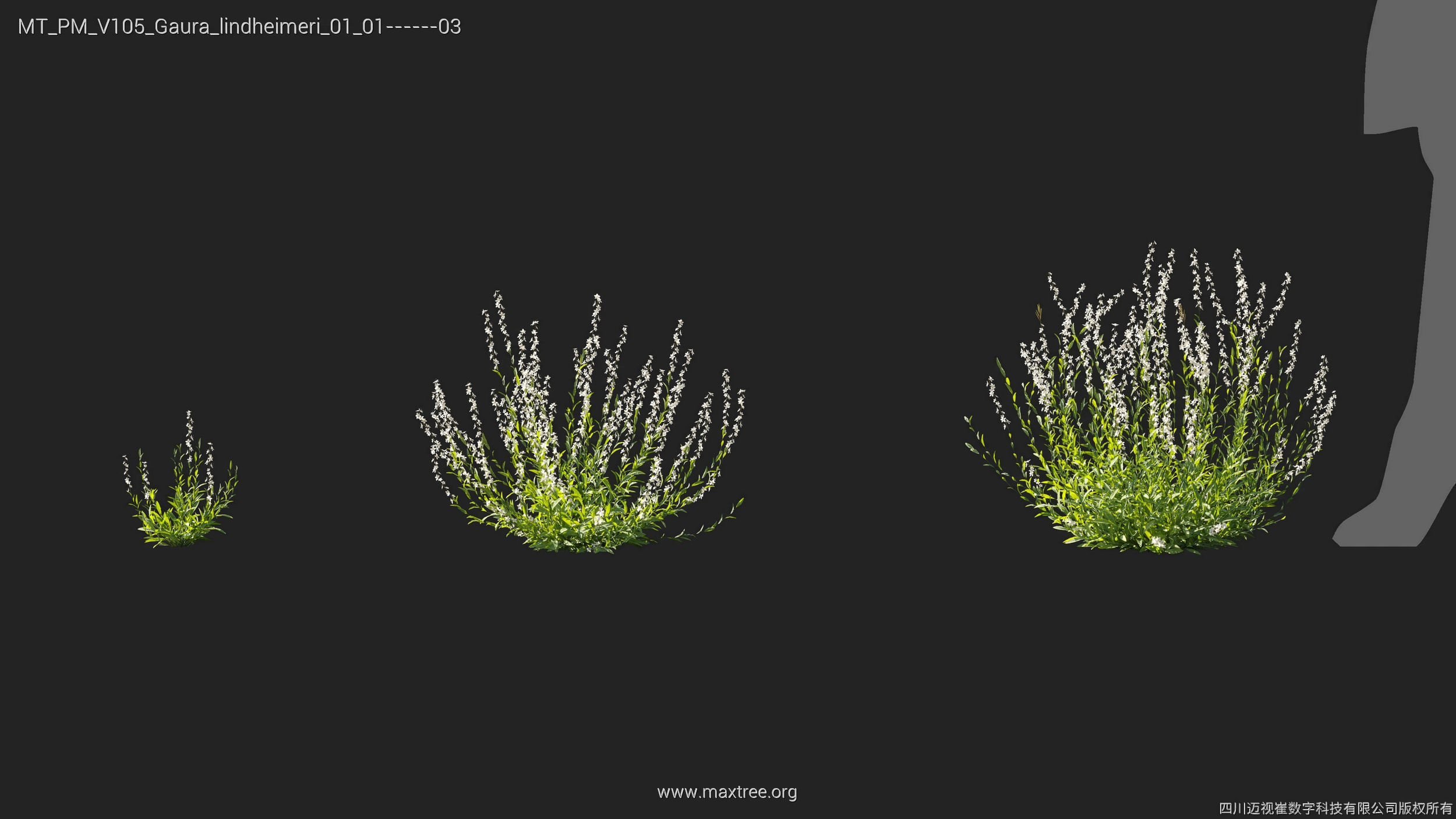 Maxtree Plant Models Vol 105 - Mesh 3D model_16