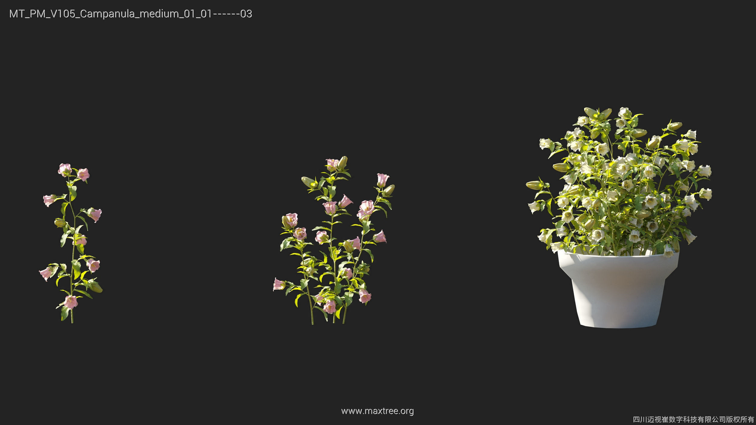 Maxtree Plant Models Vol 105 - Mesh 3D model_10