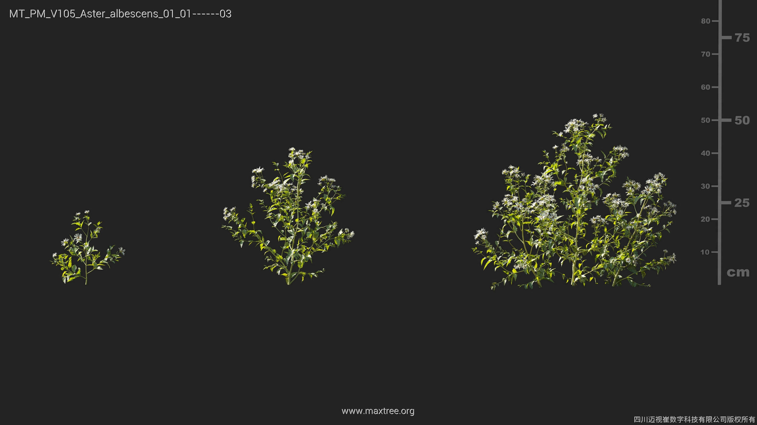 Maxtree Plant Models Vol 105 - Mesh 3D model_5