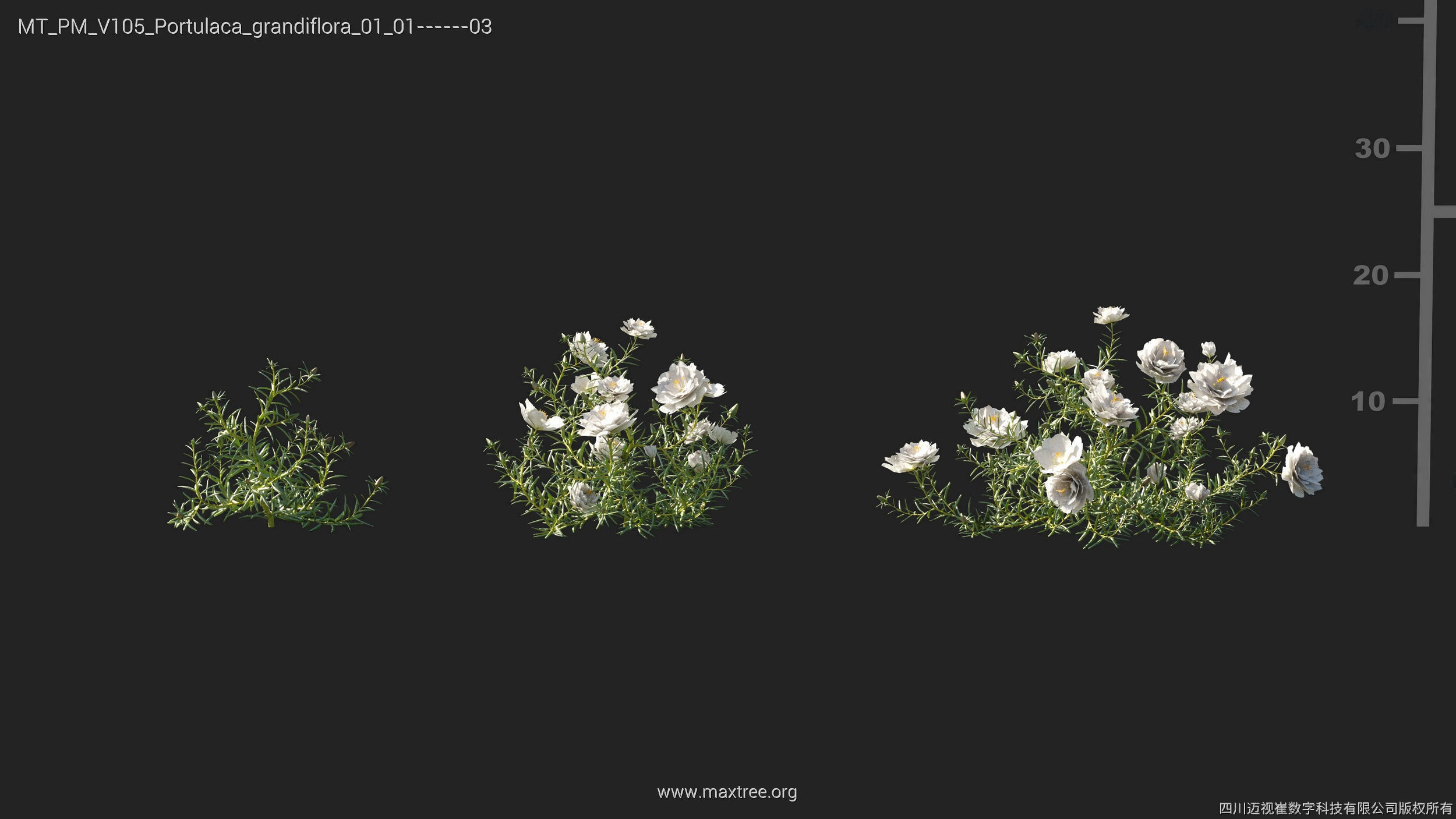 Maxtree Plant Models Vol 105 - Mesh 3D model_22