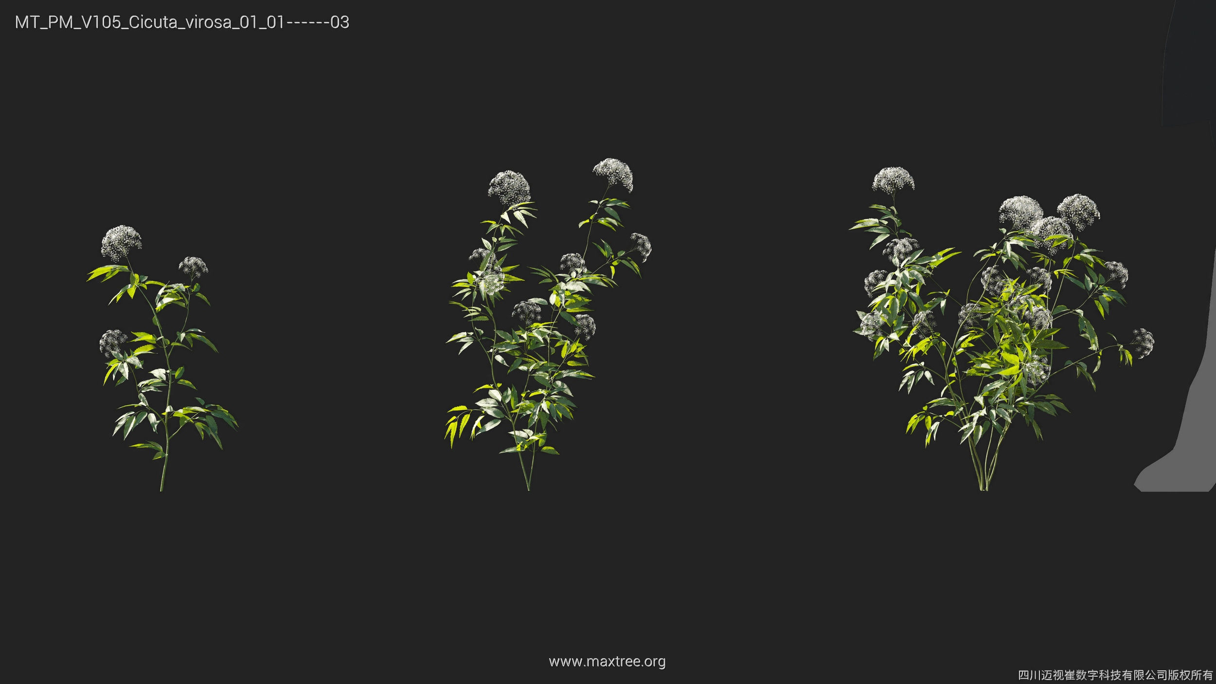 Maxtree Plant Models Vol 105 - Mesh 3D model_12
