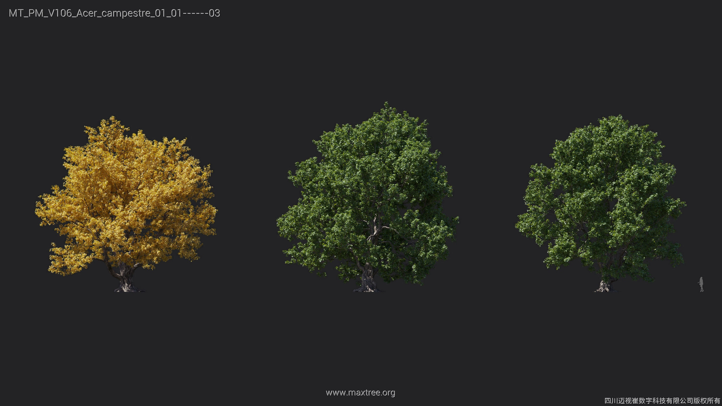 Maxtree Plant Models Vol 106 - Mesh 3D model_5