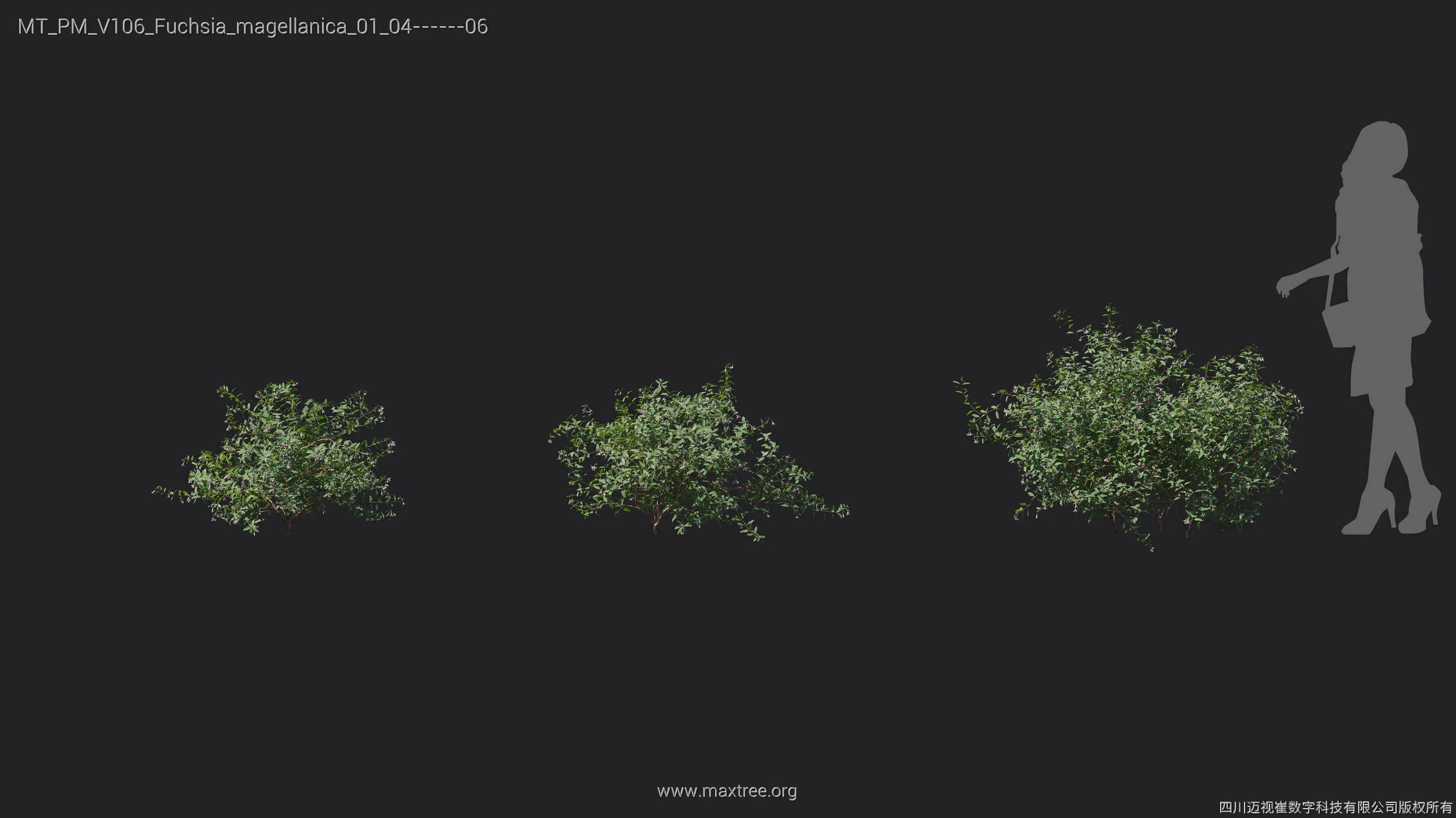 Maxtree Plant Models Vol 106 - Mesh 3D model_14