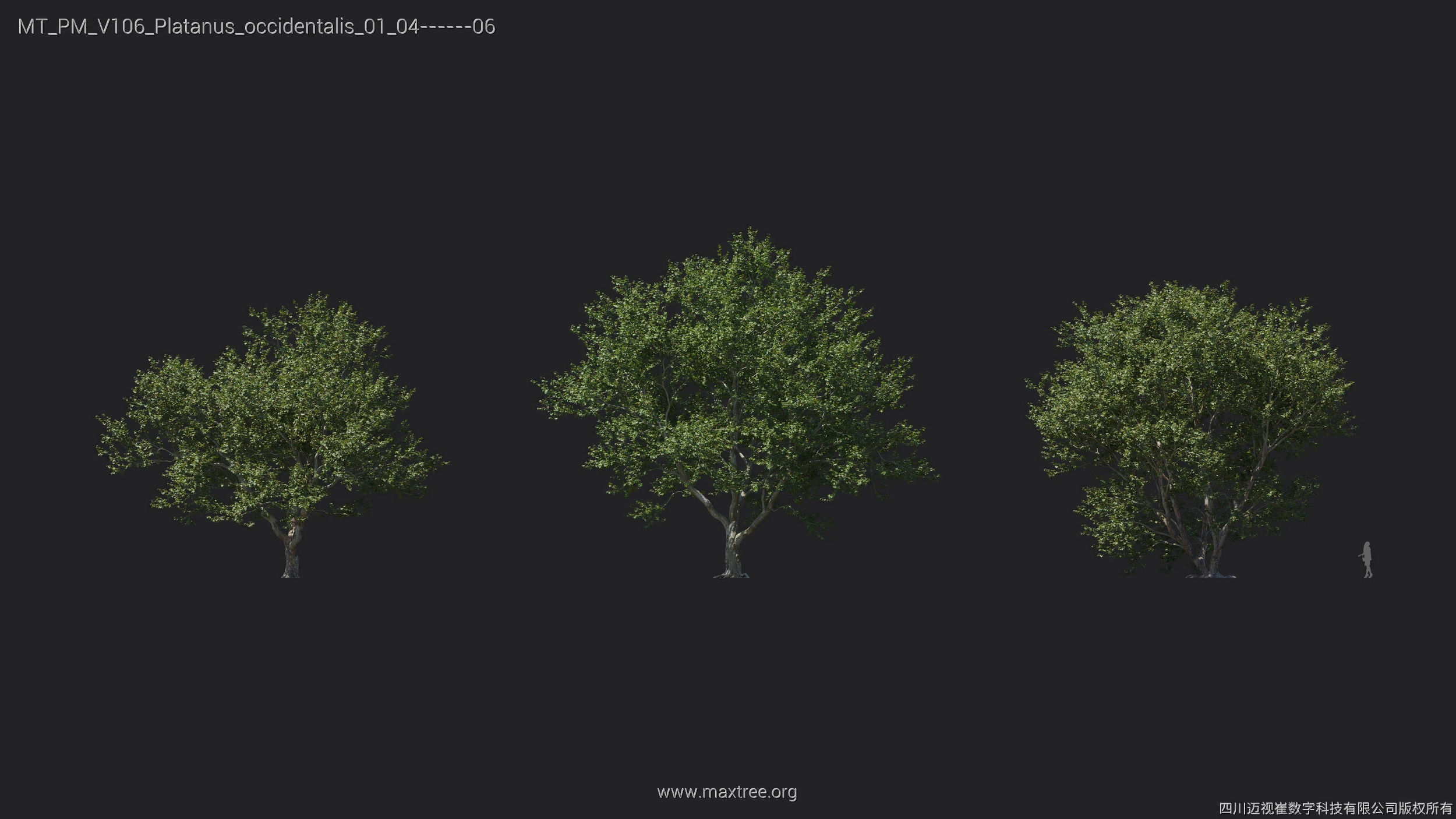 Maxtree Plant Models Vol 106 - Mesh 3D model_24