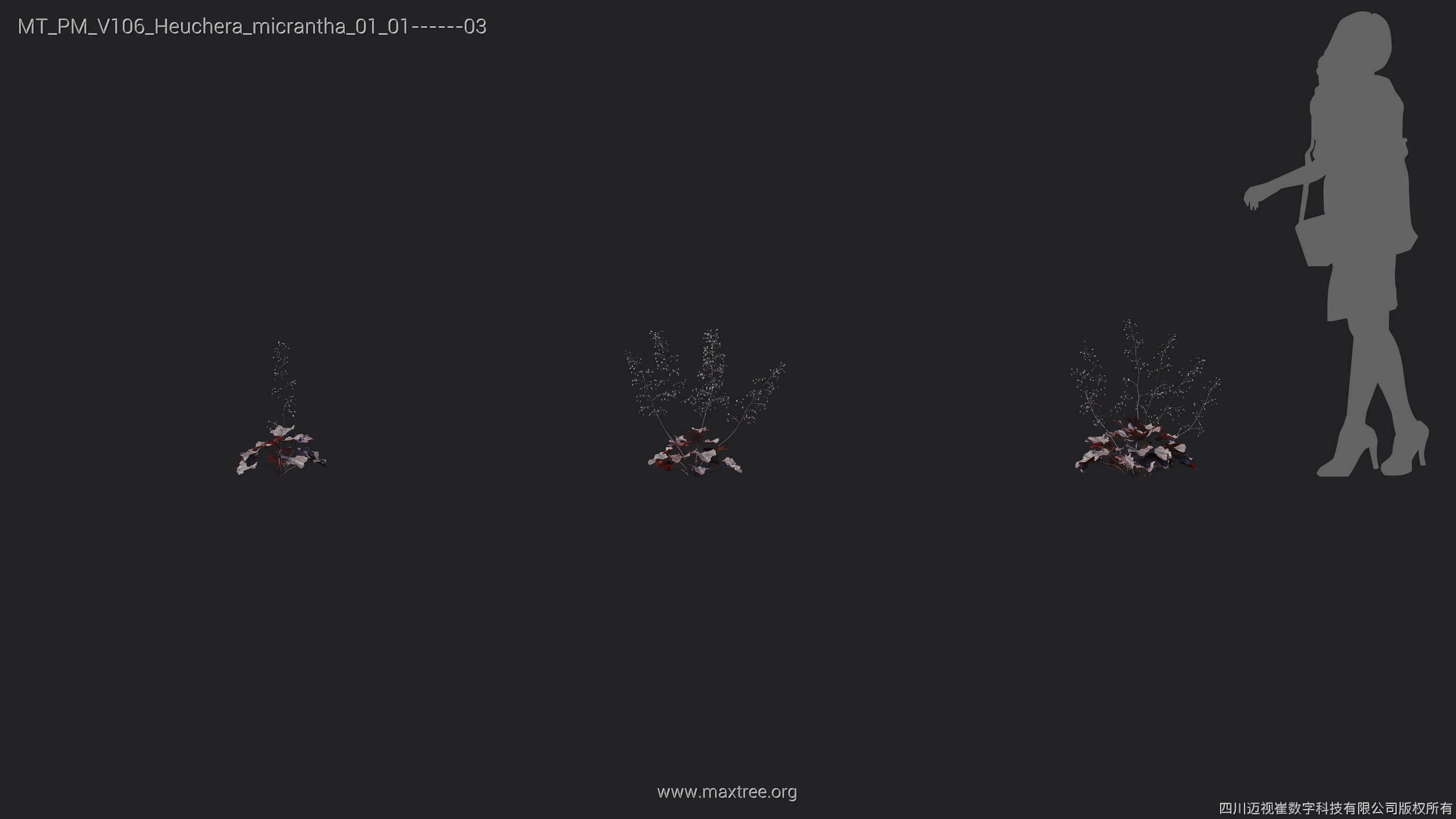 Maxtree Plant Models Vol 106 - Mesh 3D model_19