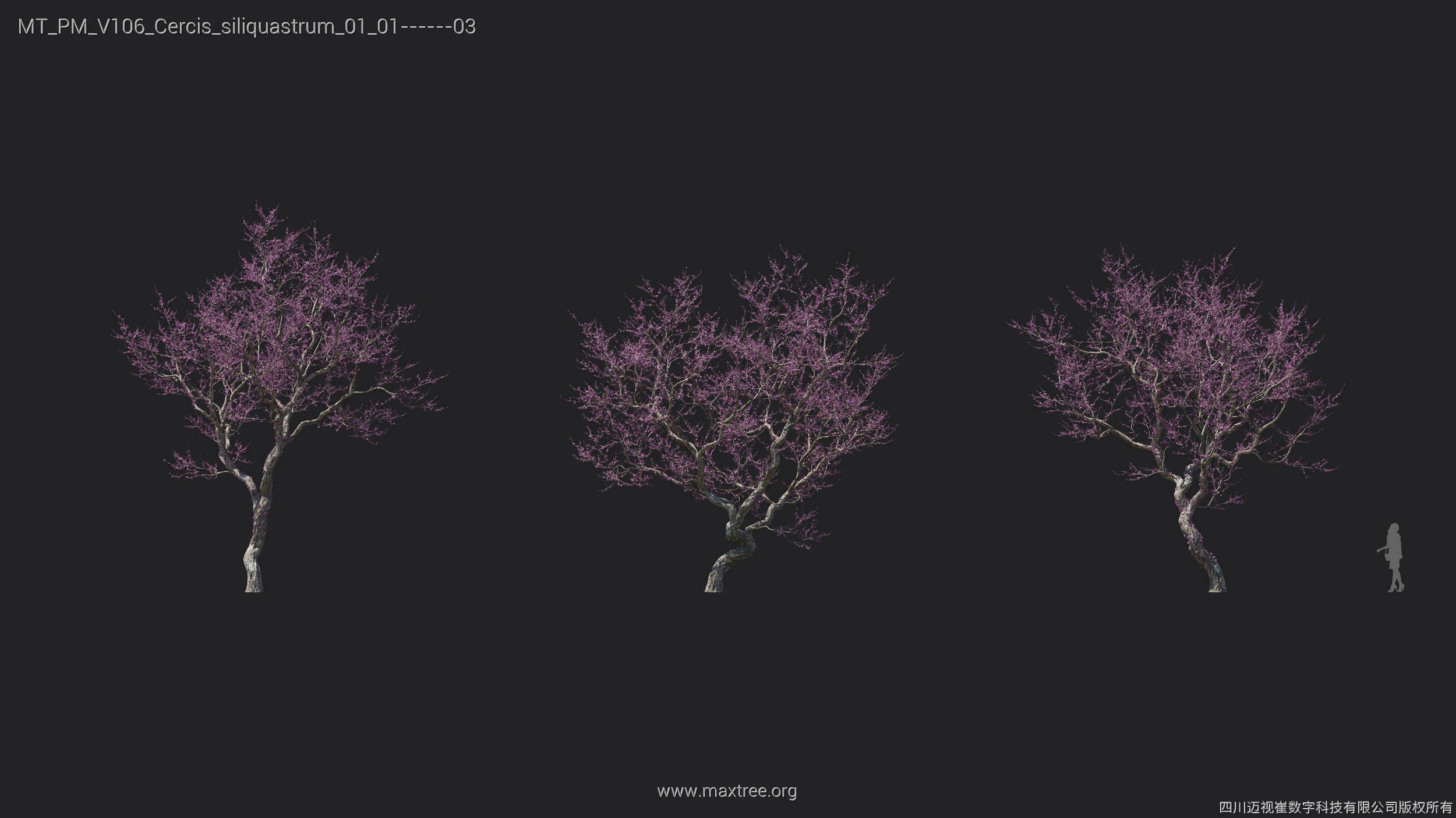 Maxtree Plant Models Vol 106 - Mesh 3D model_11