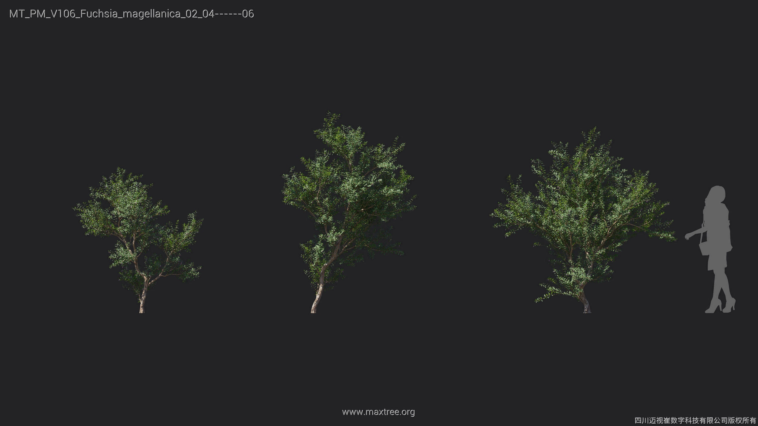Maxtree Plant Models Vol 106 - Mesh 3D model_16