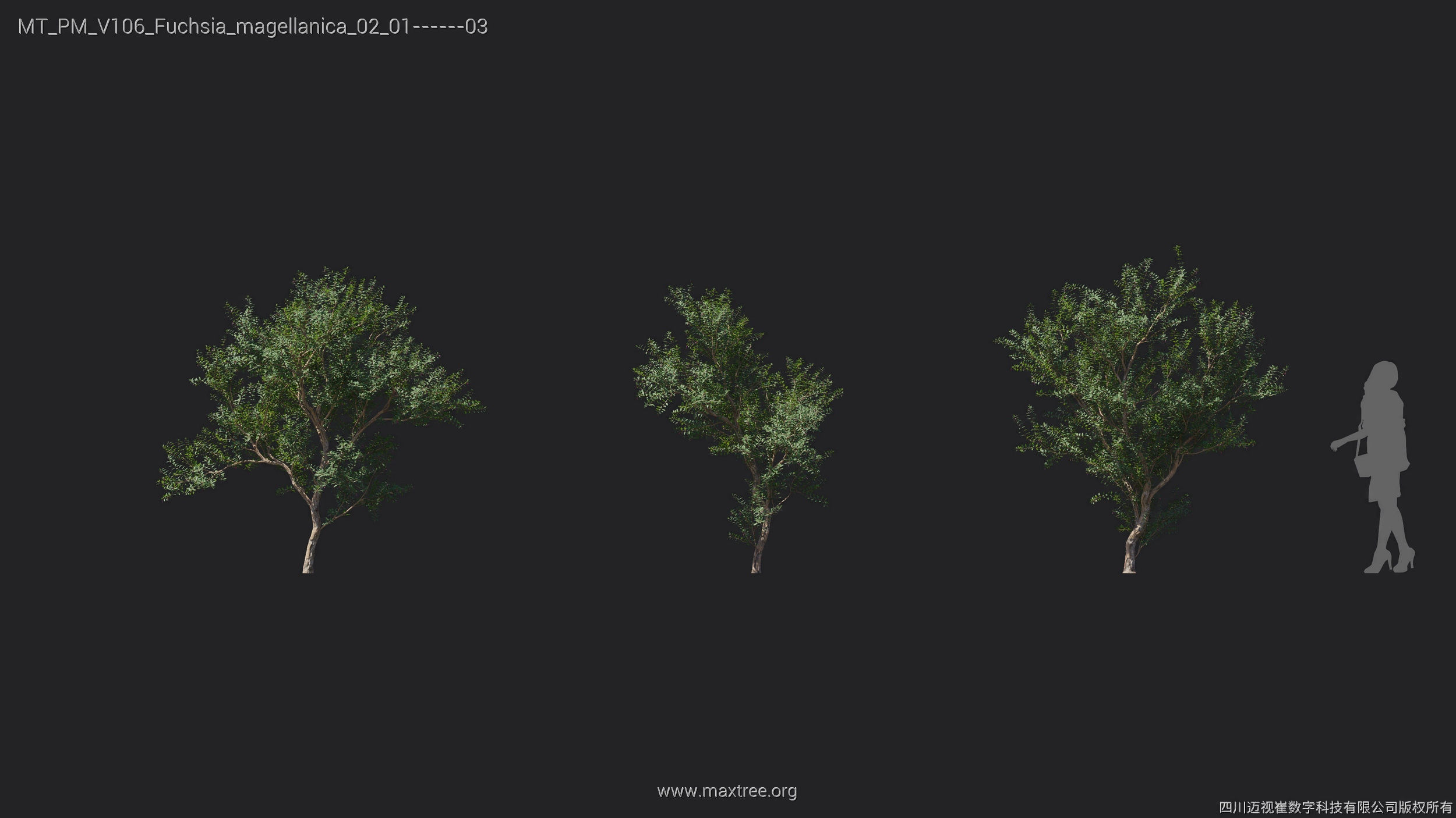 Maxtree Plant Models Vol 106 - Mesh 3D model_15