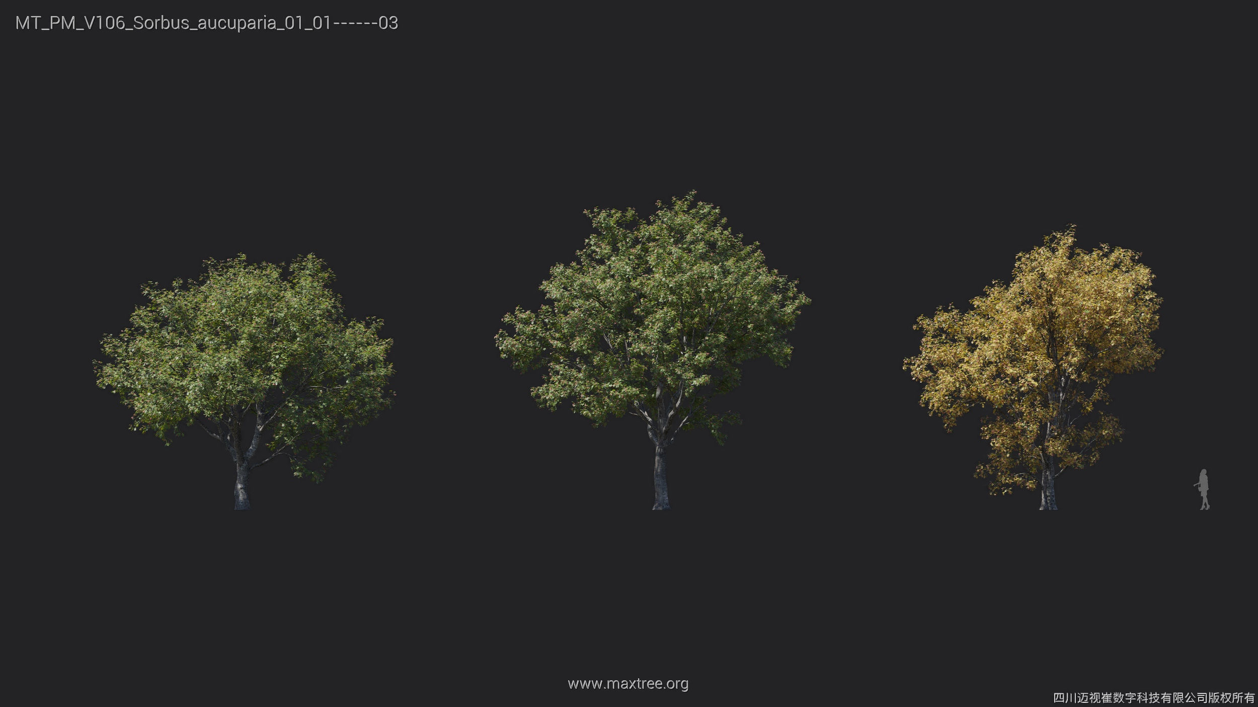 Maxtree Plant Models Vol 106 - Mesh 3D model_29