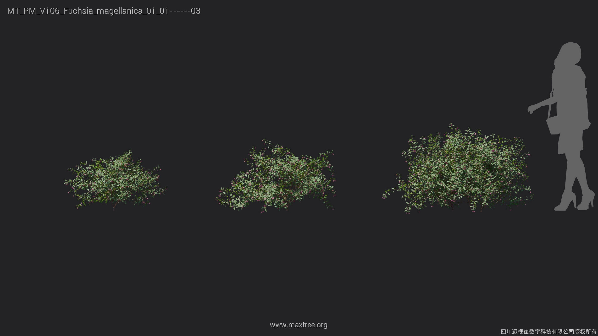 Maxtree Plant Models Vol 106 - Mesh 3D model_13